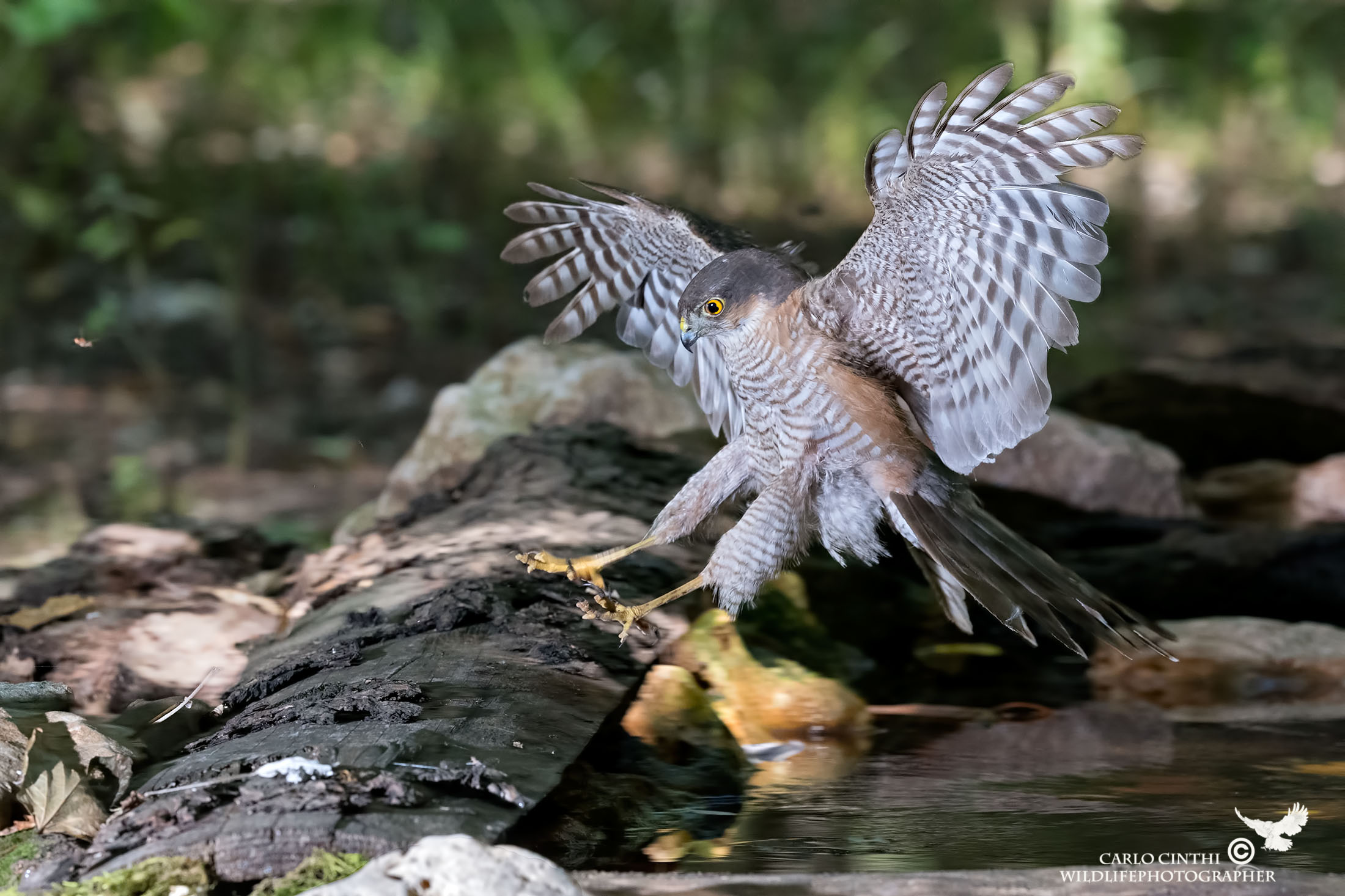 Sparviere maschio - Capanno bosco