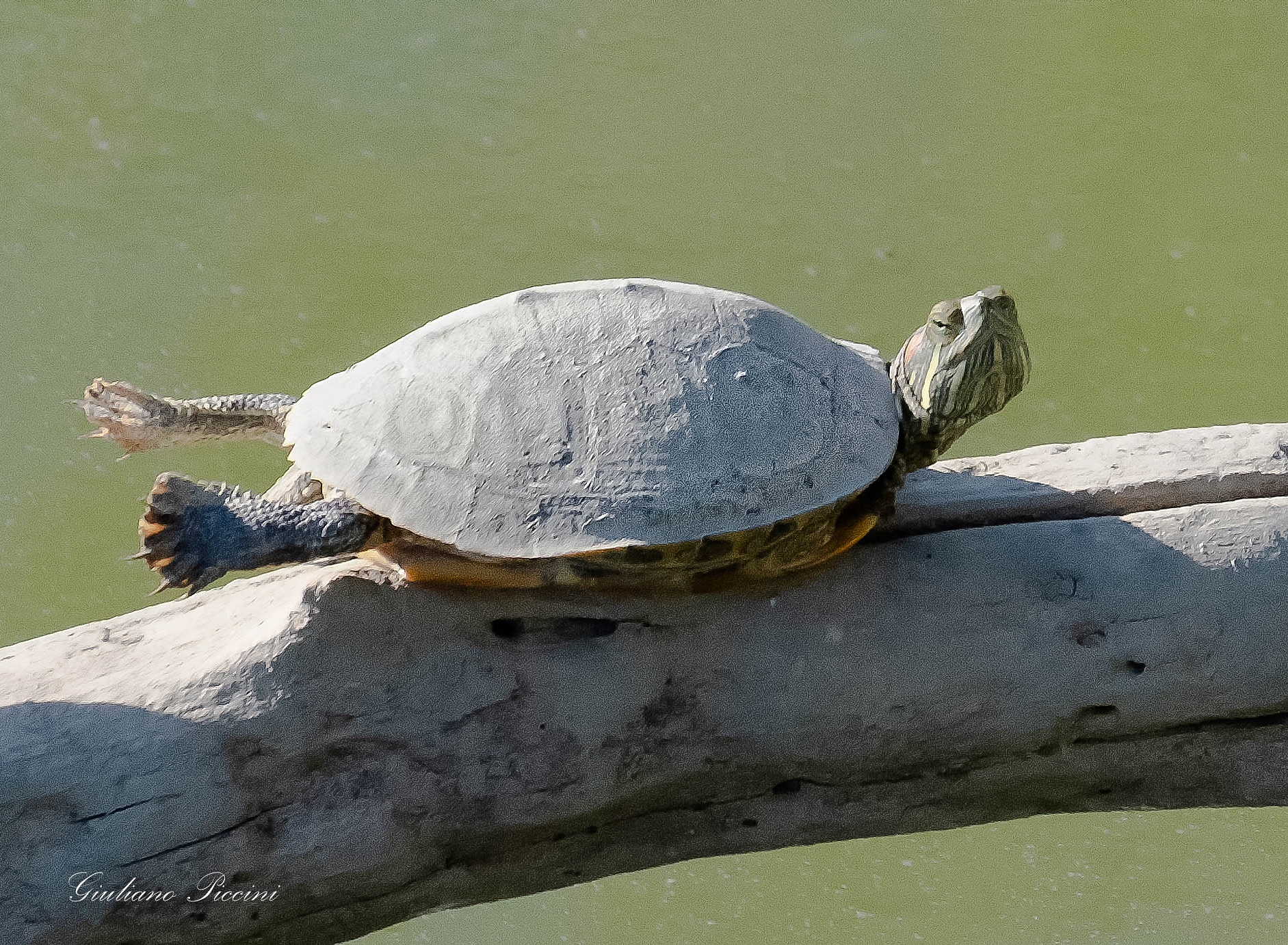 Turtle