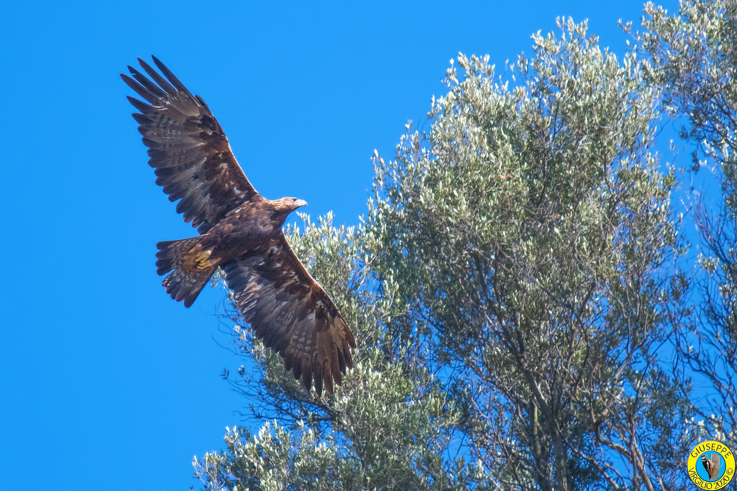 Aquila Reale  Aquila chrysaetos (Sardegna) 2020