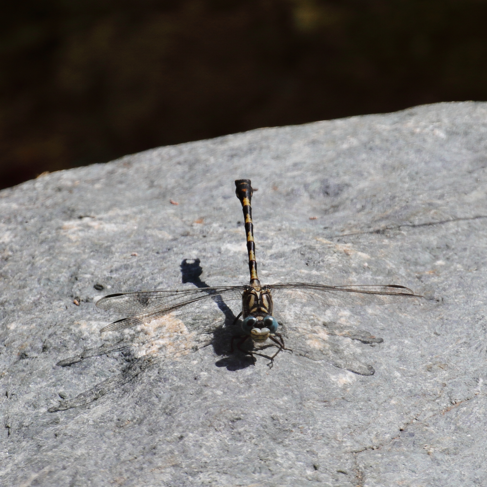 Libellula - Onychogomphus forcipatus