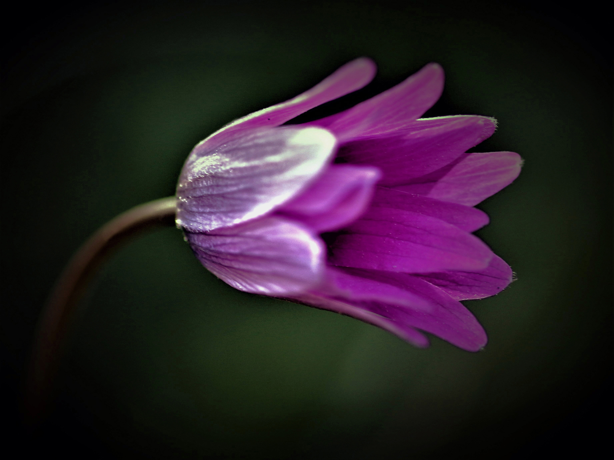 Last flower of the field