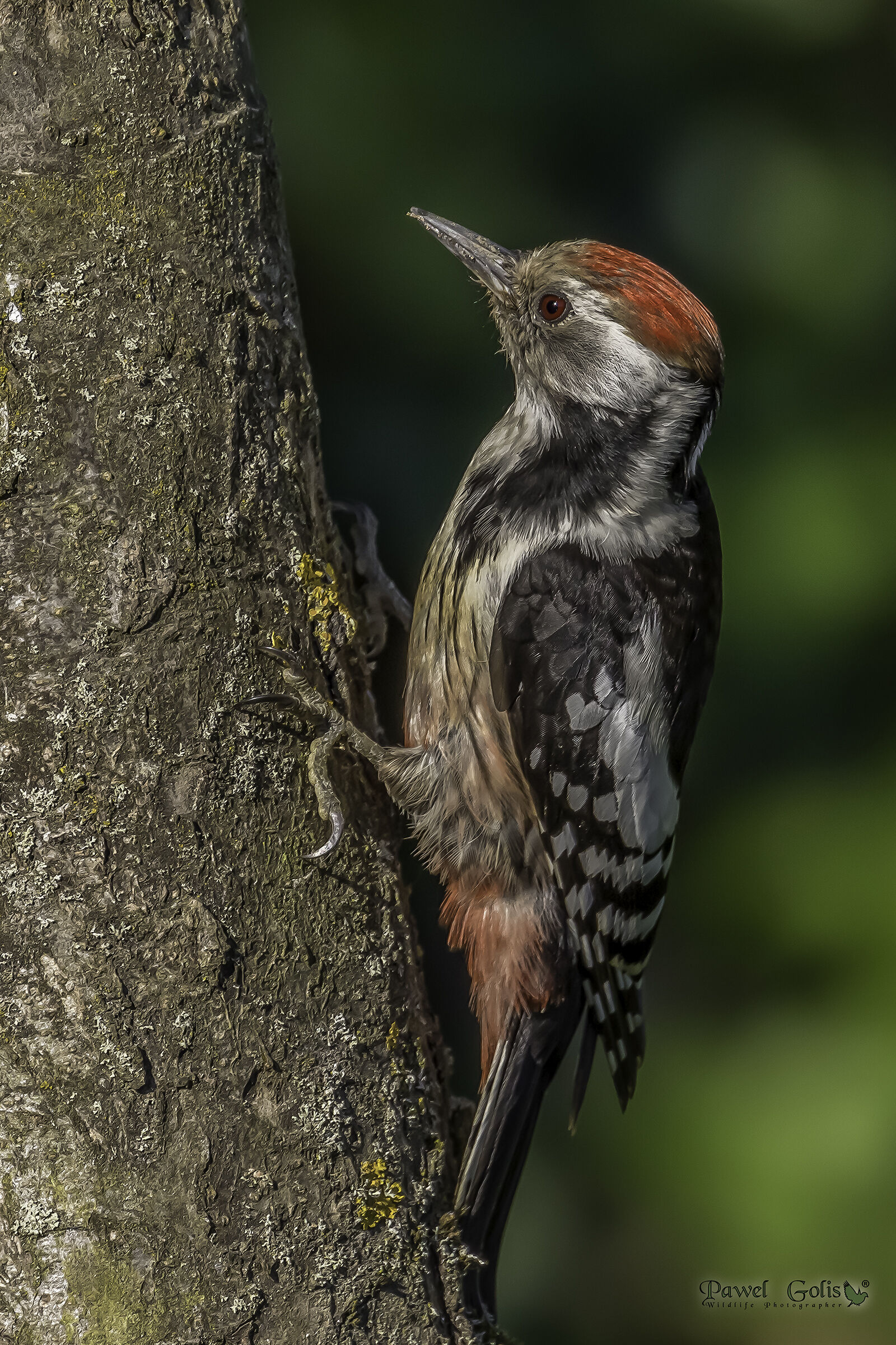 Picchio maculato medio (Dendrocopos medius)