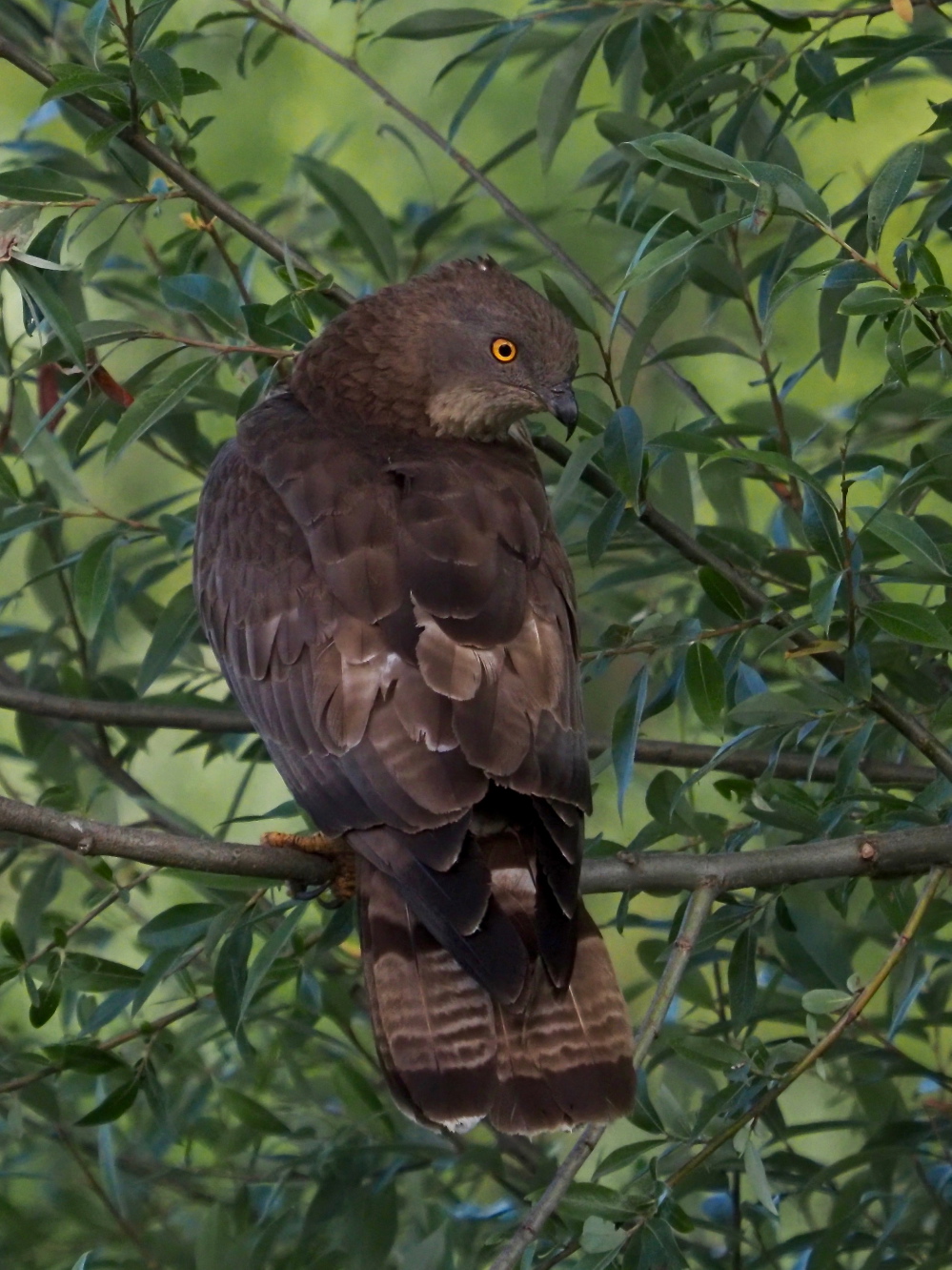 falco Pecchiaiolo ambientato