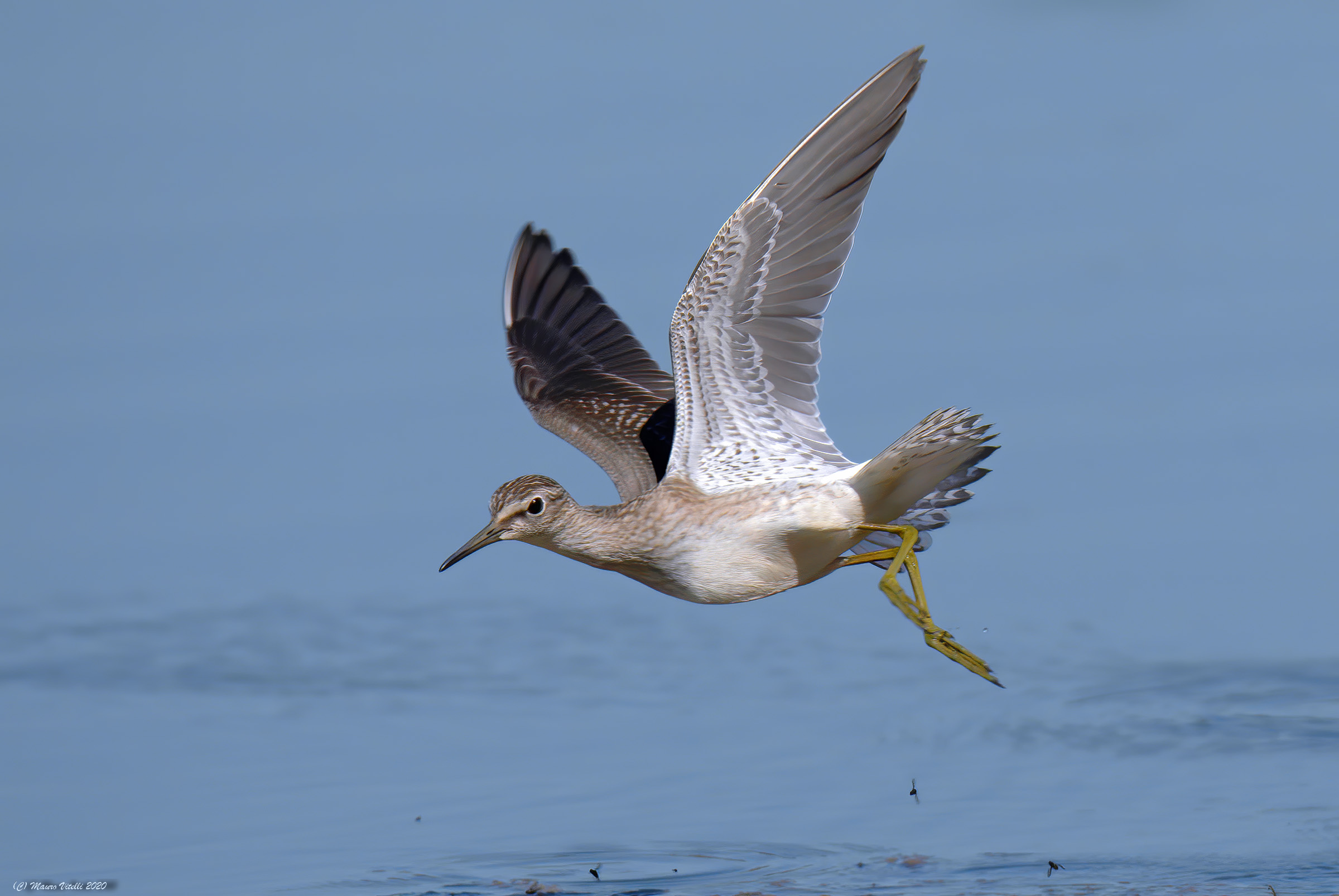 Piro Piro Boschereccio (Tringa glareola)