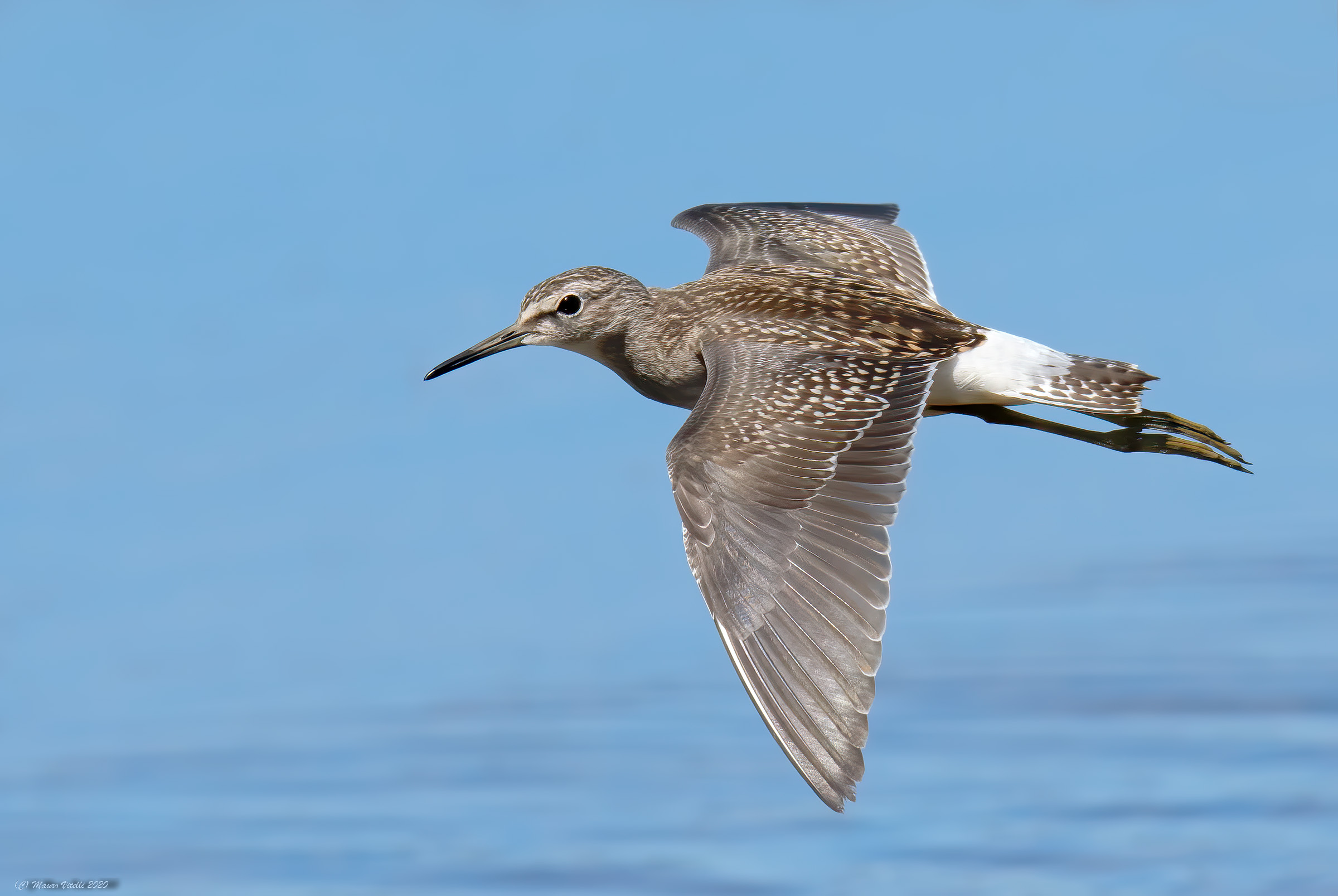 Piro Piro Boschereccio (Tringa glareola)
