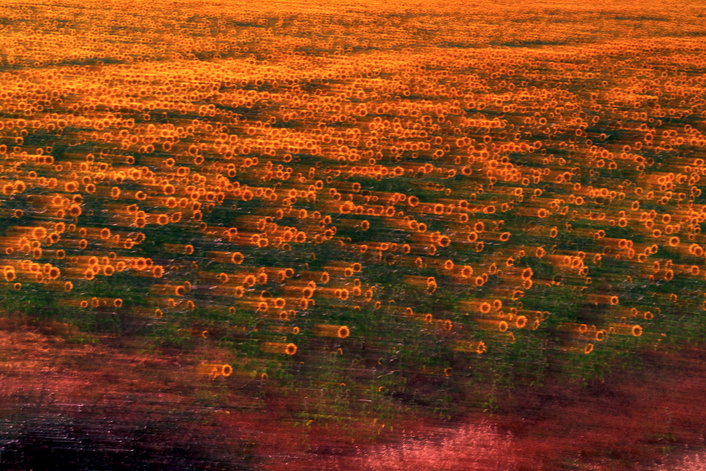 the field of sunflowers