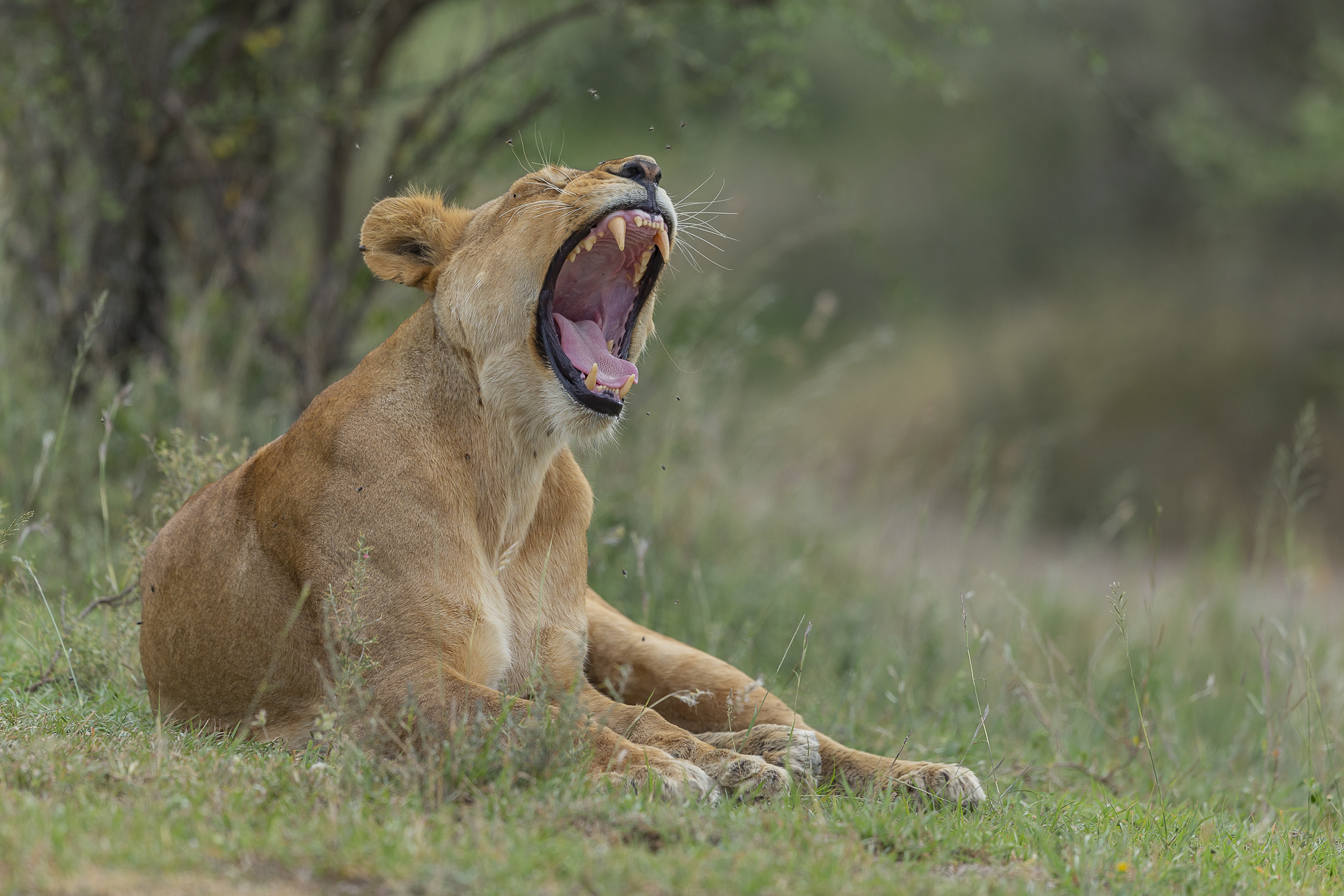 What a big mouth you have....