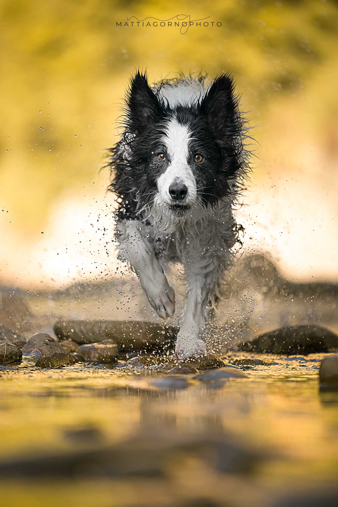 Golden water - Nibel