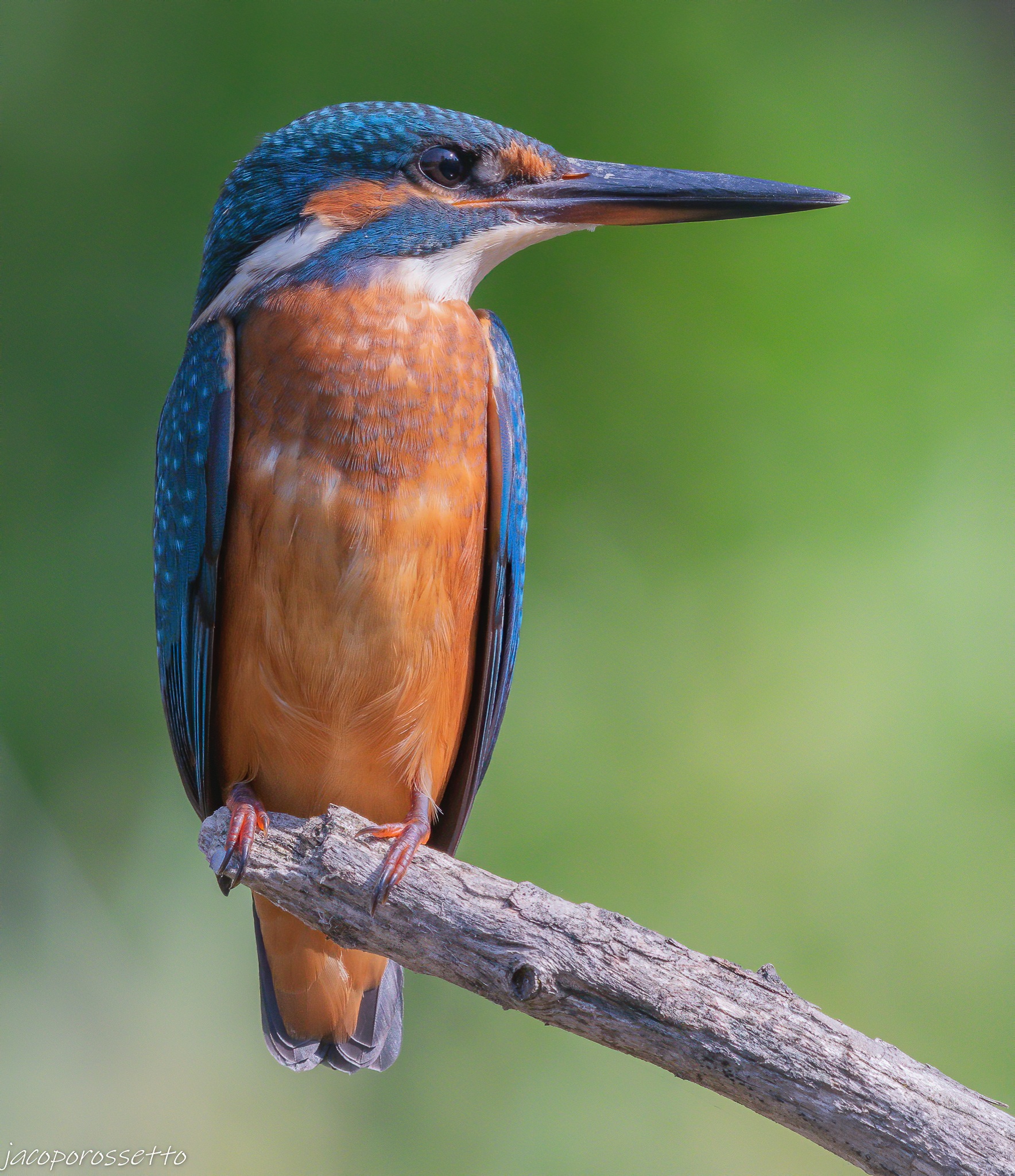Kingfisher