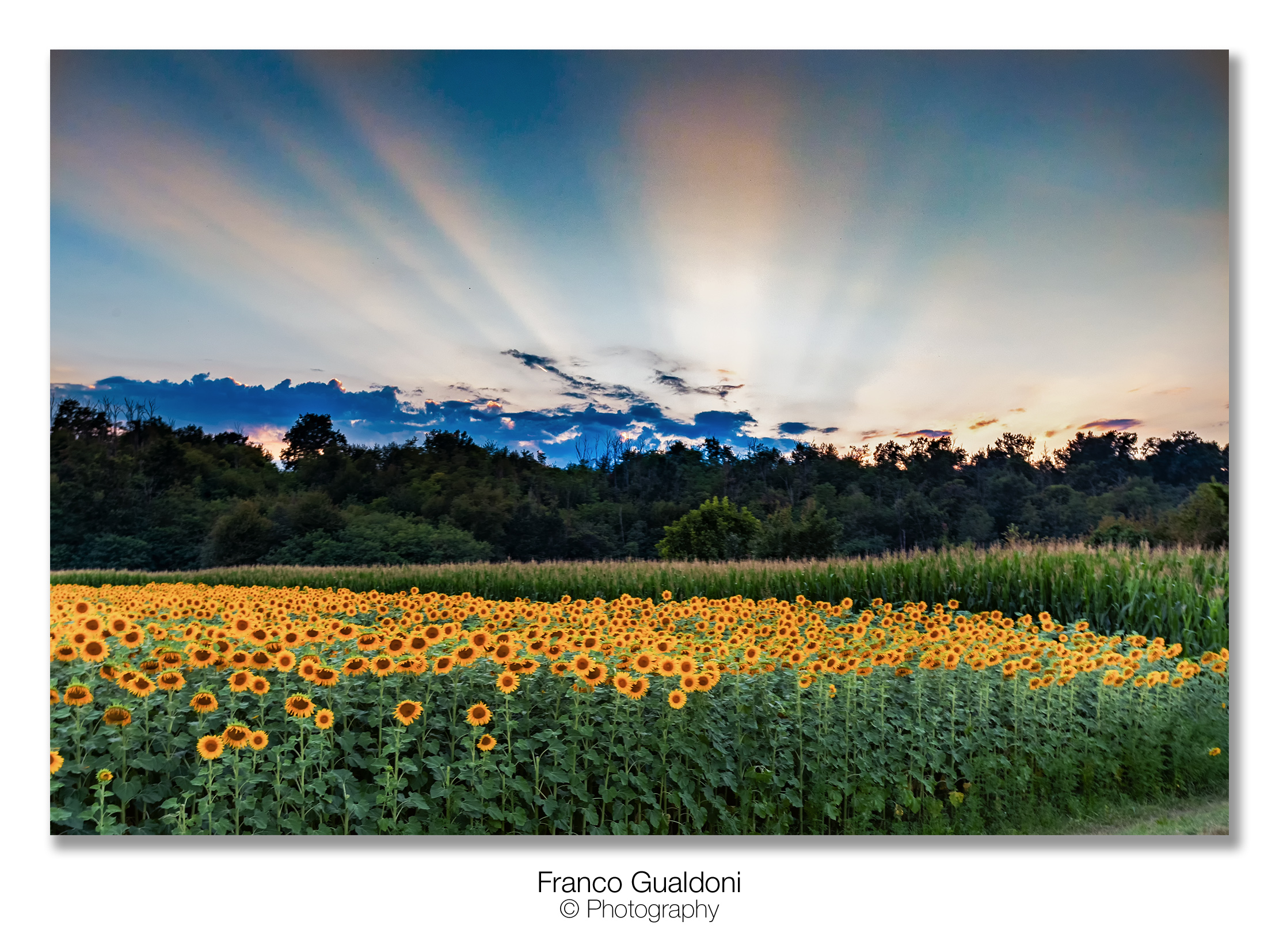 Sunflower field...