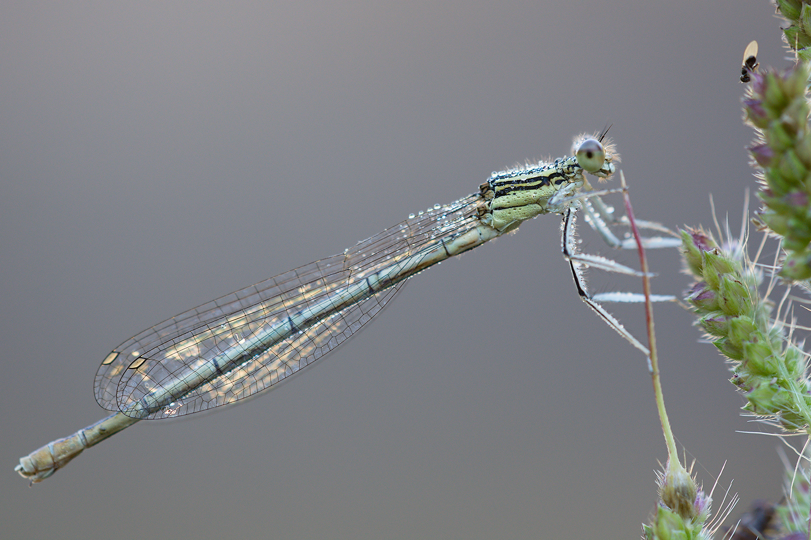 Bridesmaid (Platycnemis nibs female)