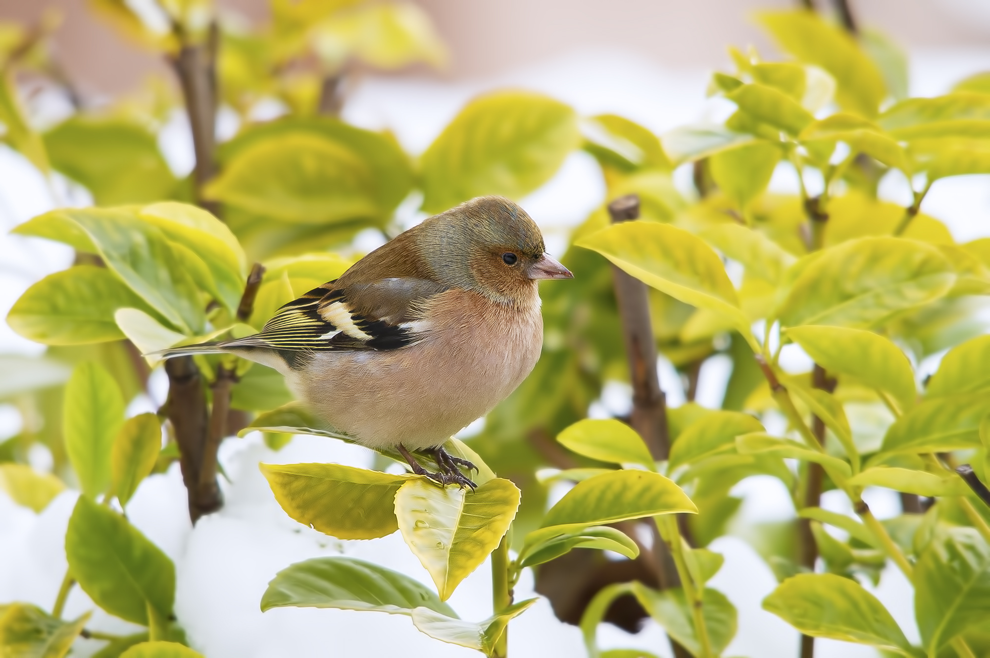 Chaffinch with snow.