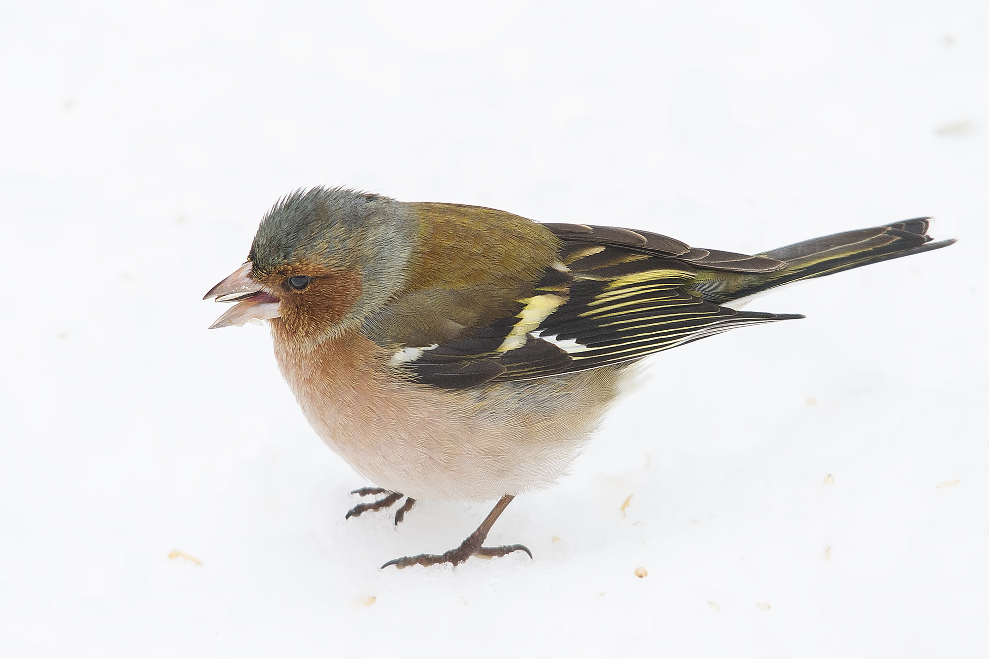 Chaffinch in the snow.