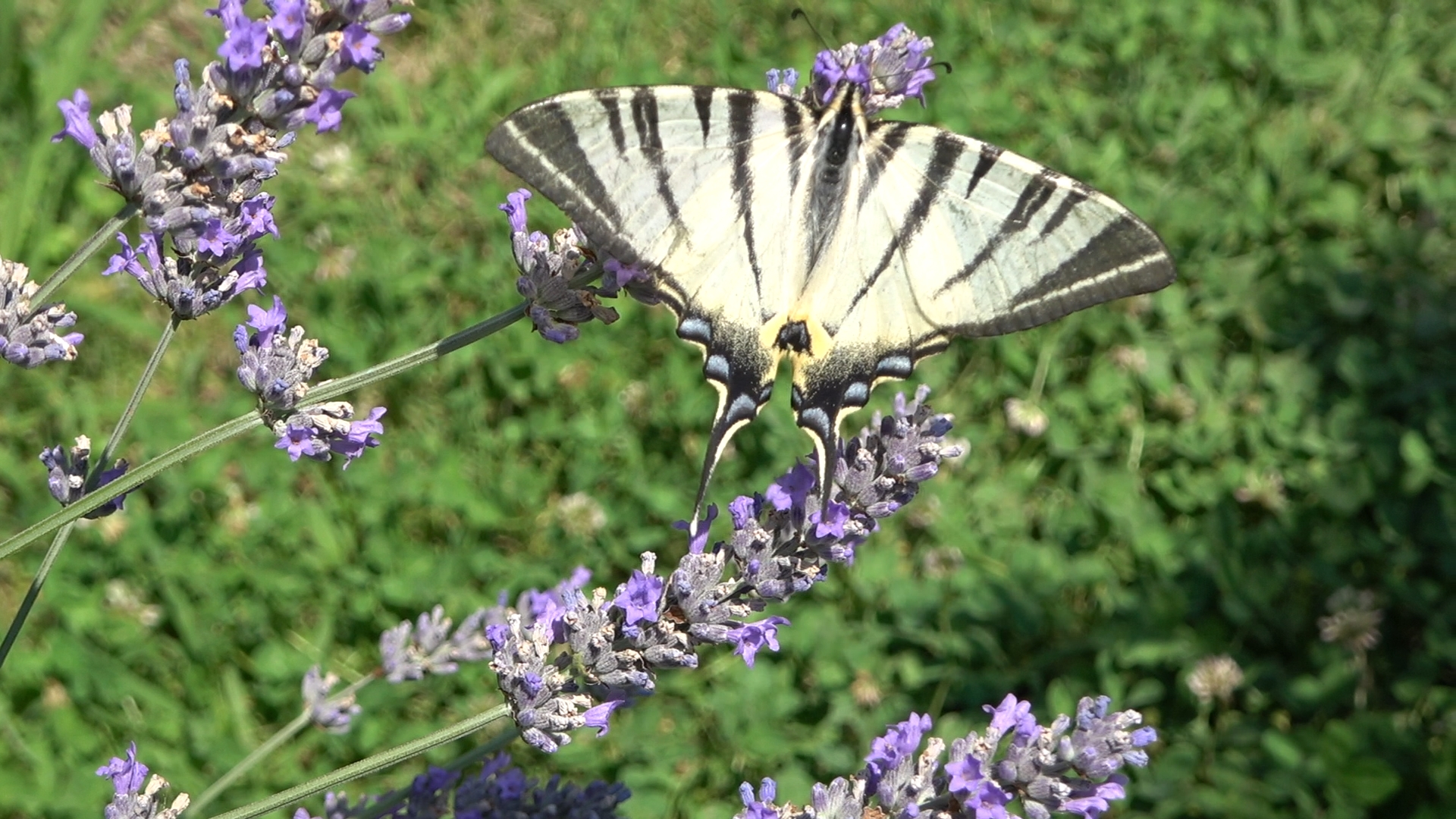 Iphiclides podalirius (Podalirio)