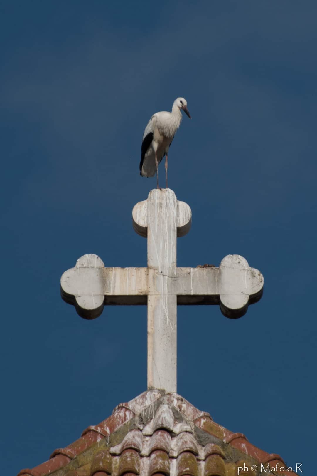 5 anni che seguo le cicogne in Grecia.