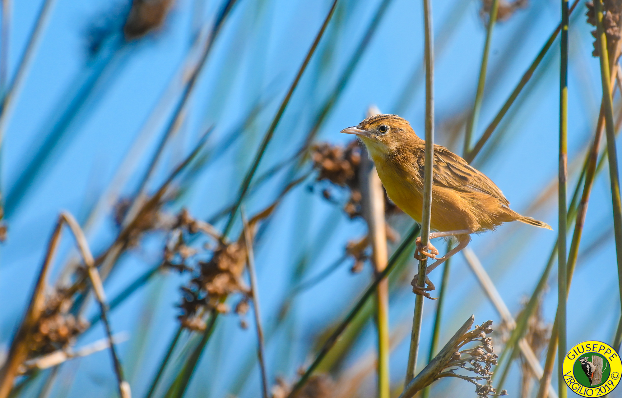 Beccamoschino (Sardegna) 2019