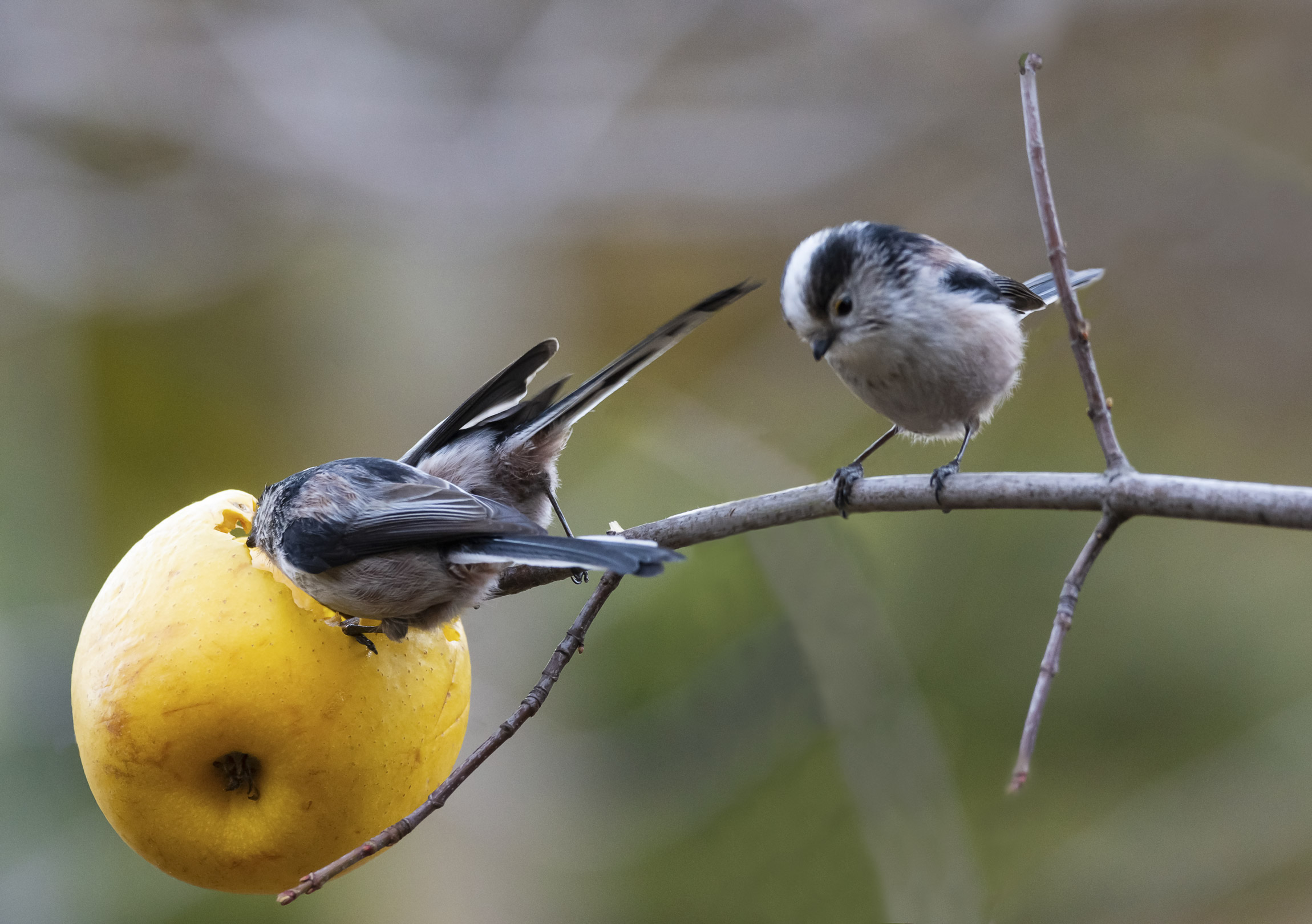 Intervento a mela aperta