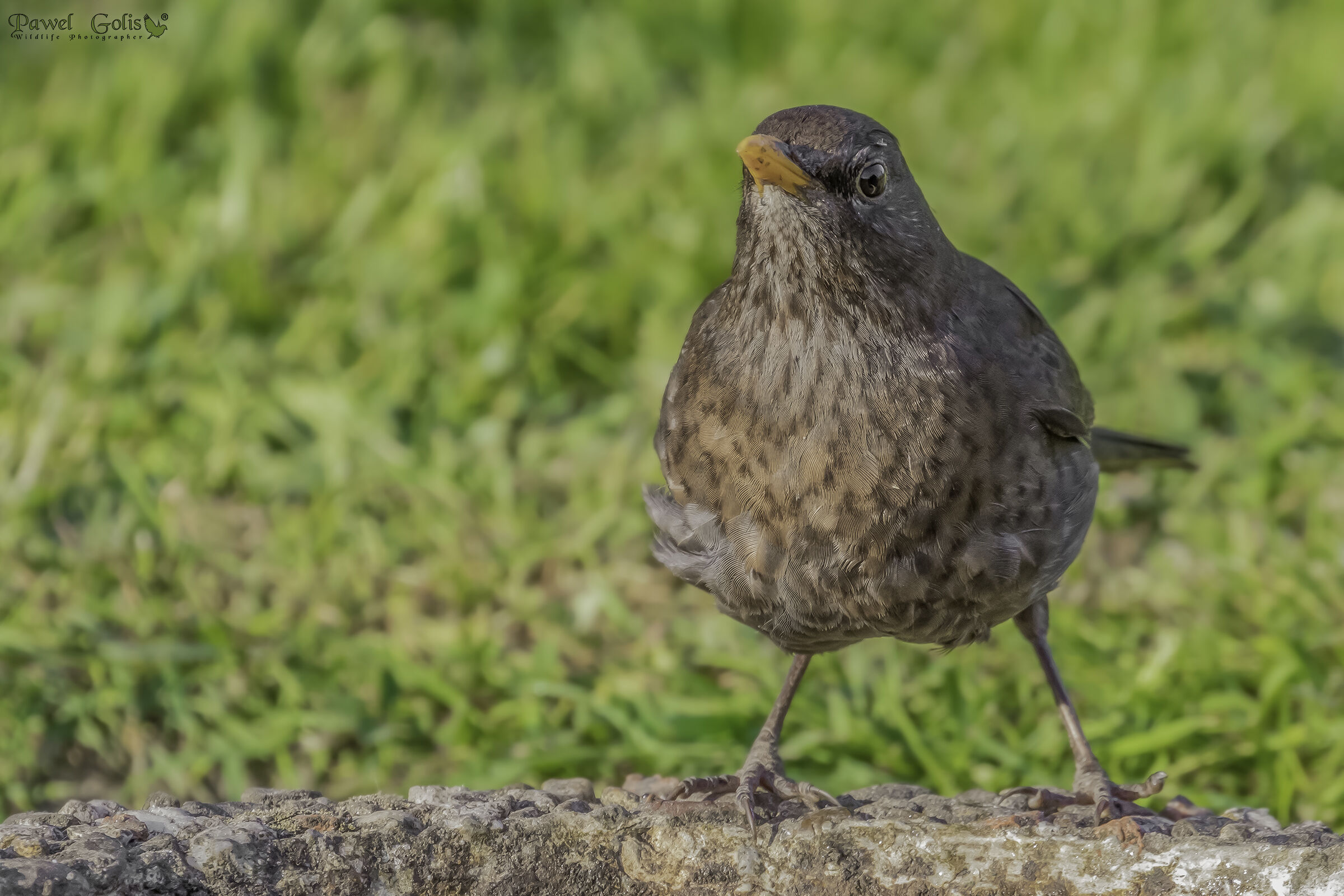 Uccello nero comune (Turdus merula)