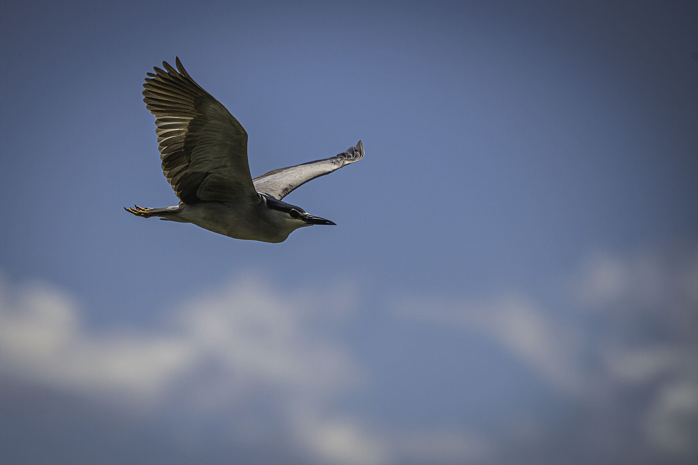 Nitticora in volo n.2