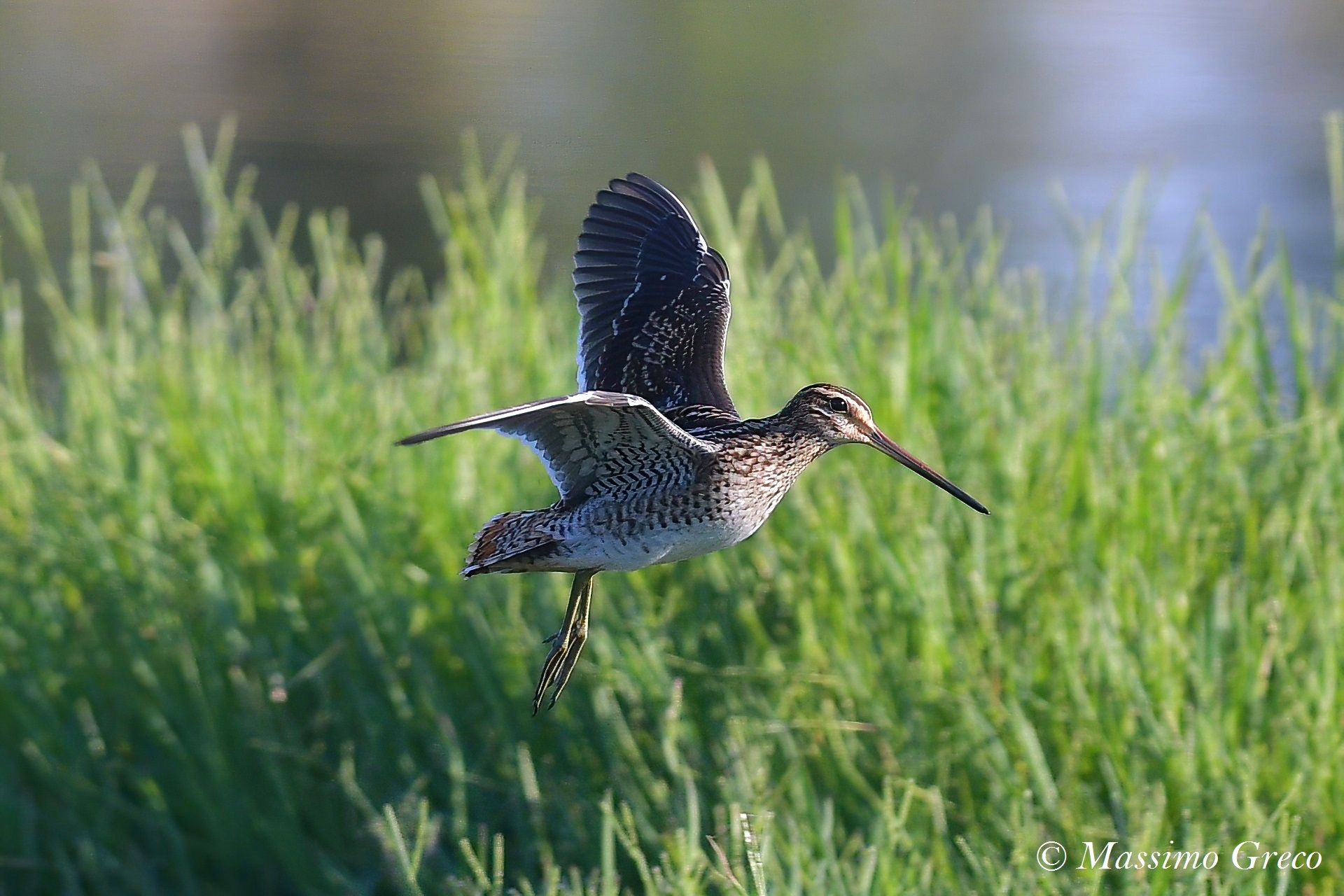 Sniccaccino (Gallinago hennago)