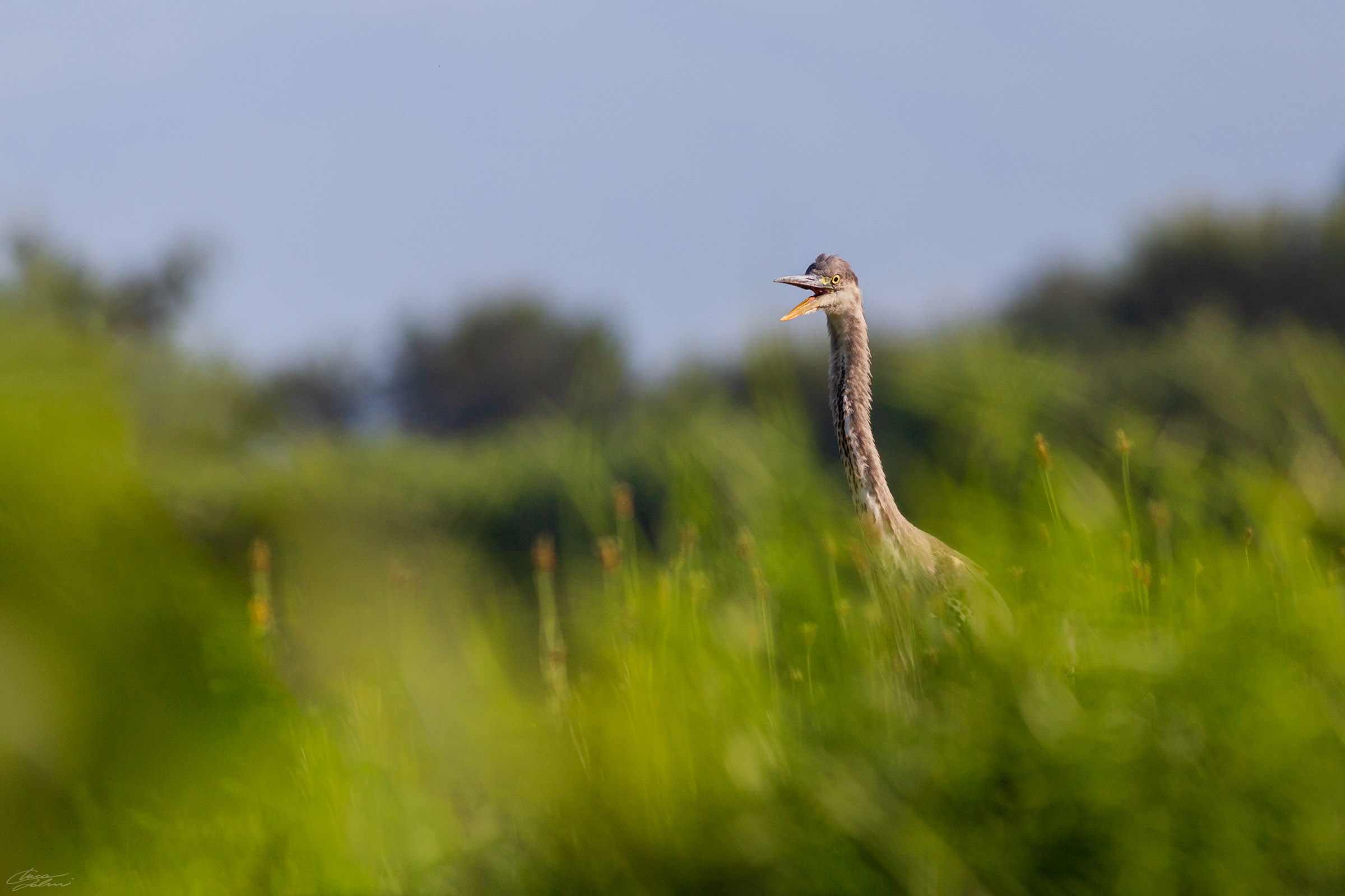 Airone o Velociraptor?