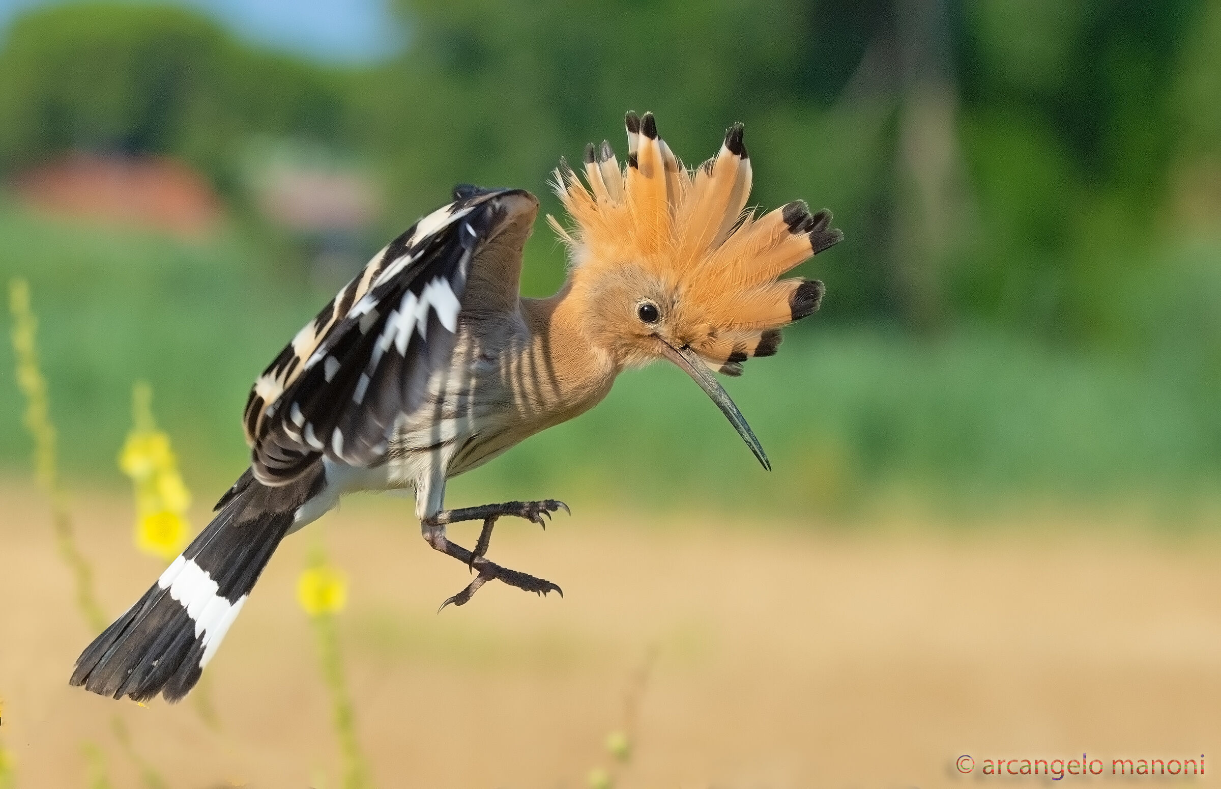 Dreaming of the Upupa