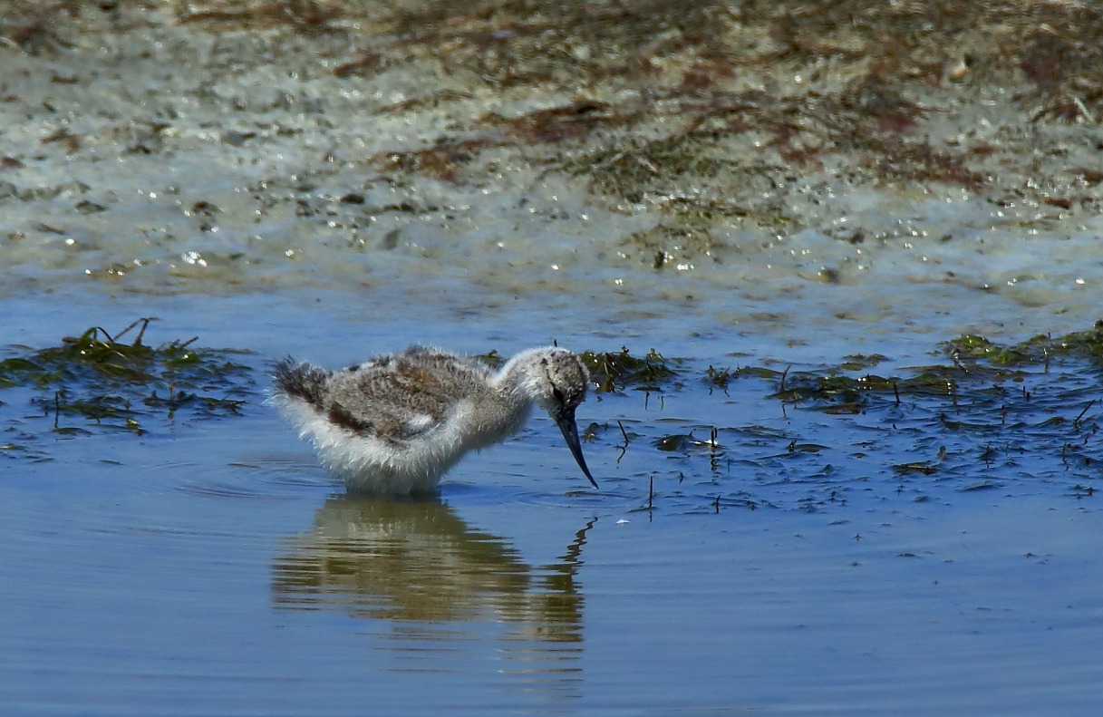Piccolo di avocetta