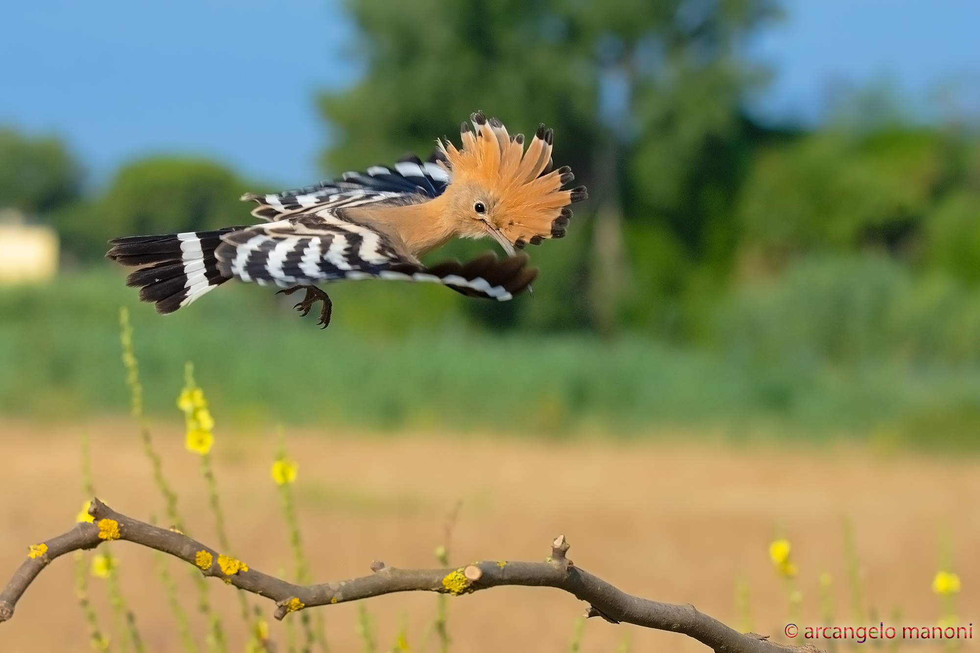 The Flight of the Tuft