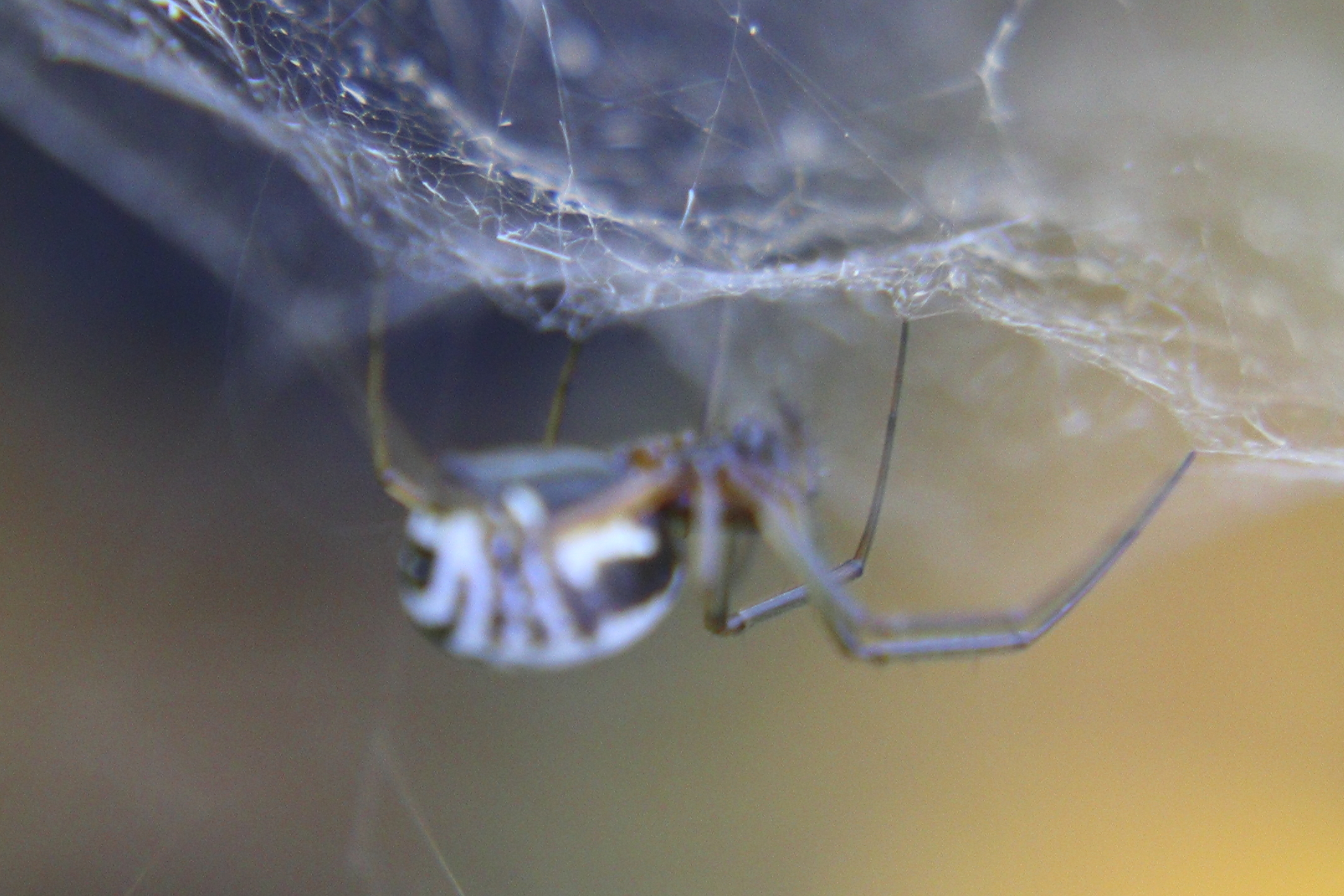 Minuscolo ragno zebrato, qualcuno conosce la specie ?