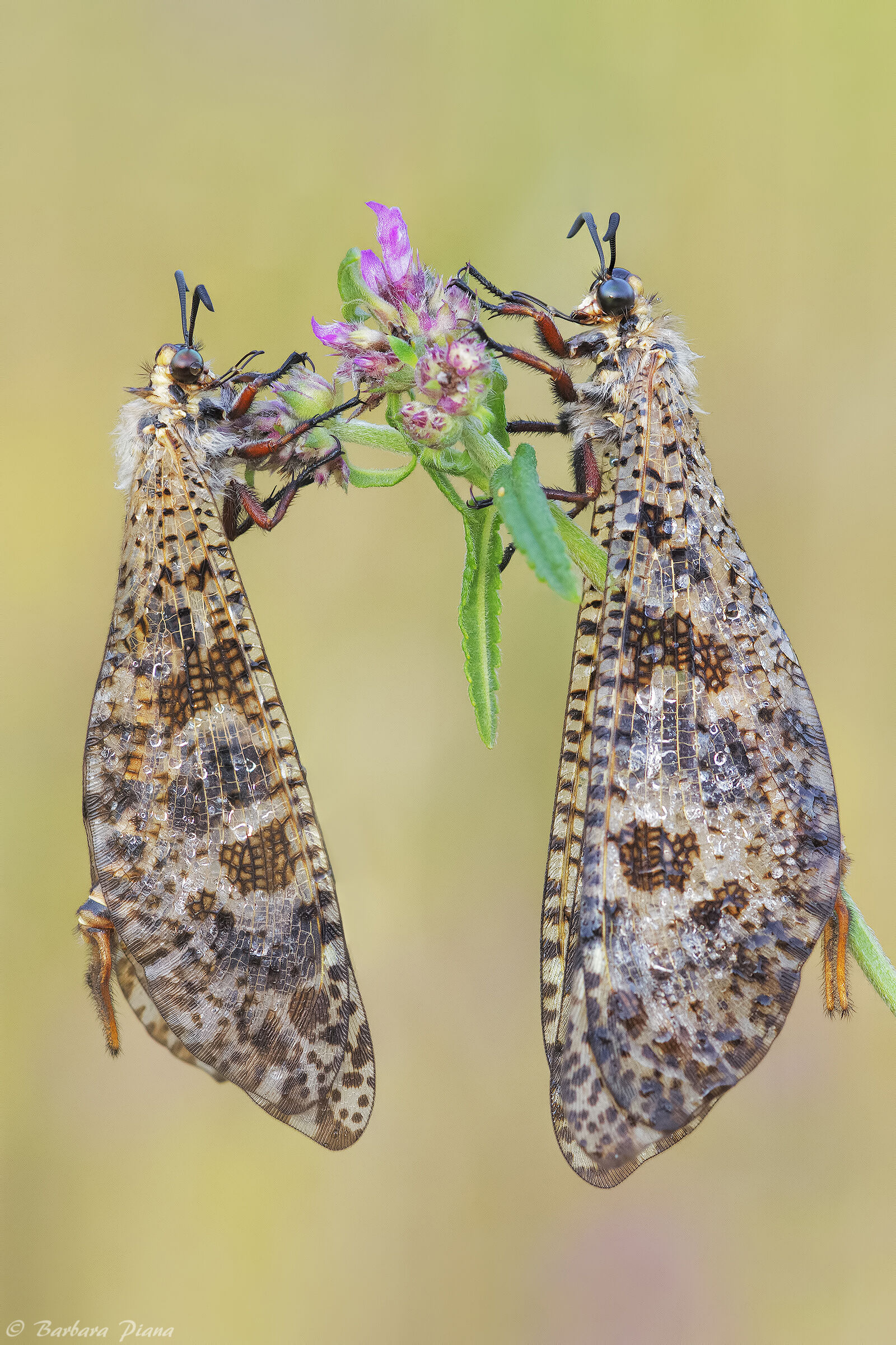 Palpares libelluloides