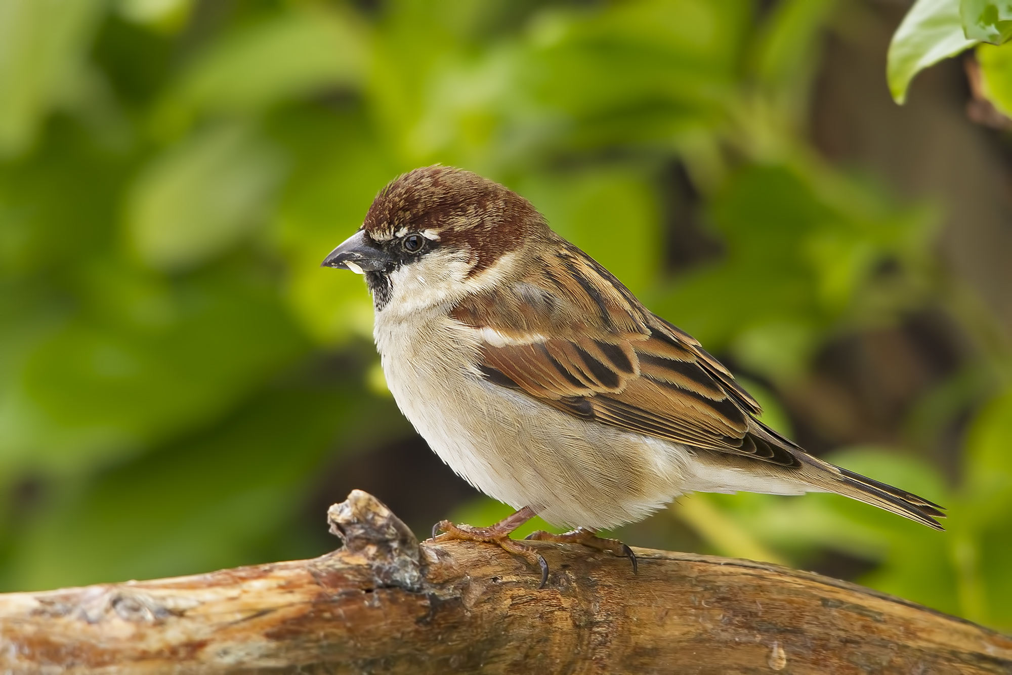 Sparrow.