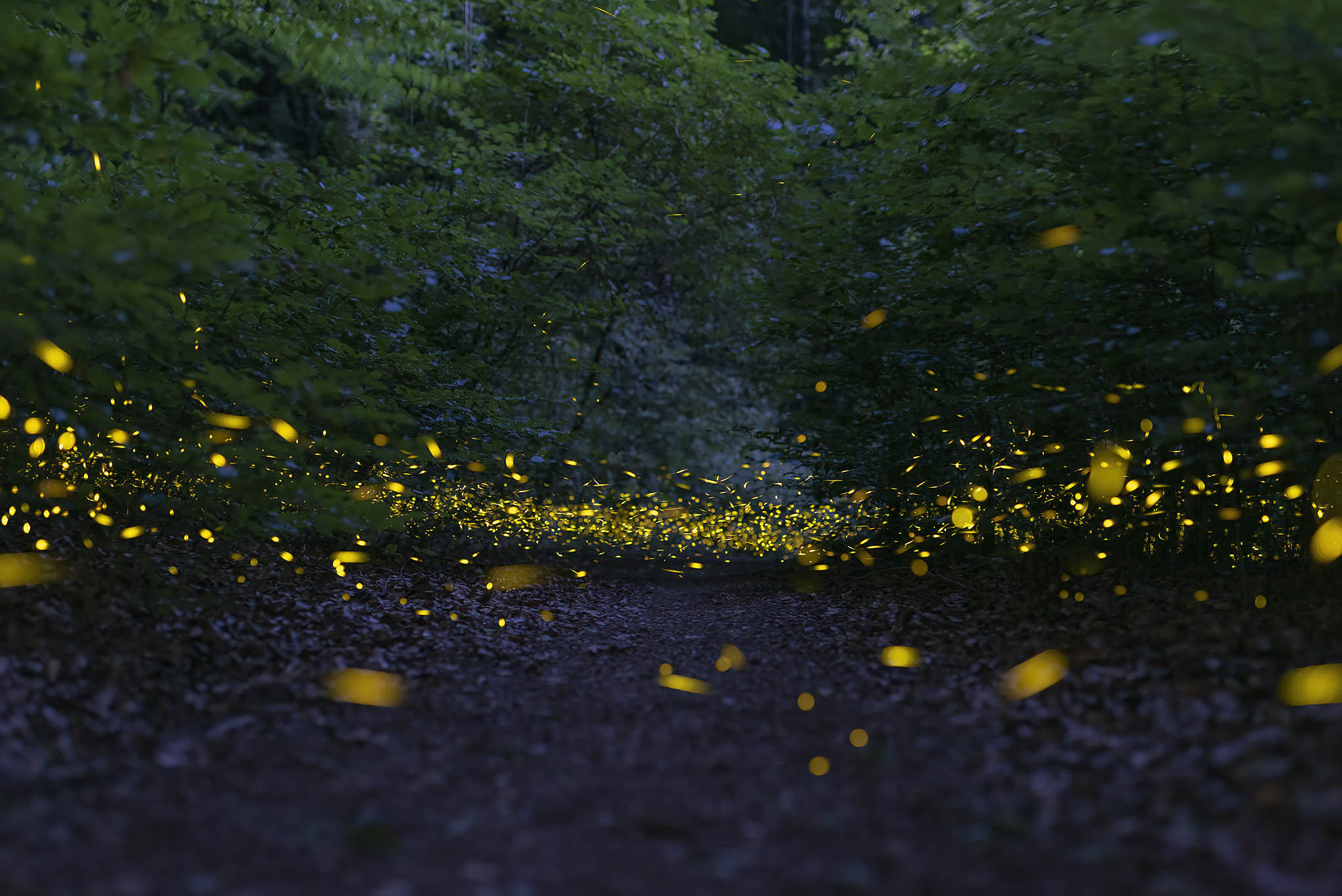 Le lucciole della valle di Vico