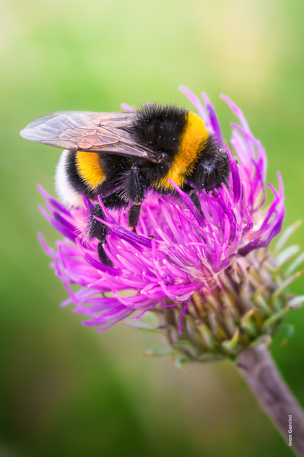 Bombus terrestris su un fiore di cardo.