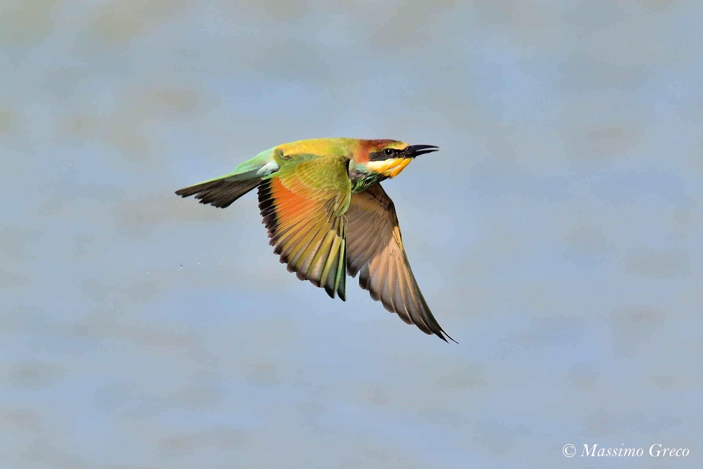 Crane (Merops apiaster)
