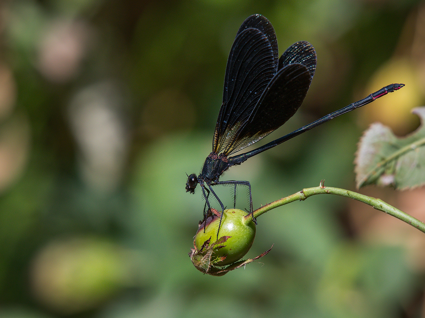 Bridesmaid (Calopteryx Haemorrhoidalis male)