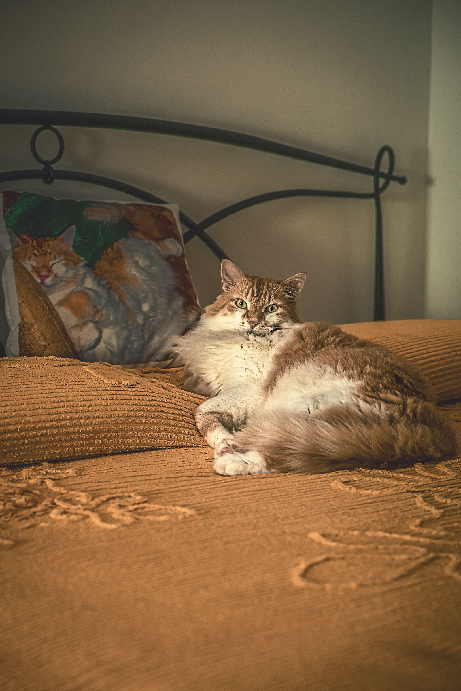 Gattone perplesso sul mio letto