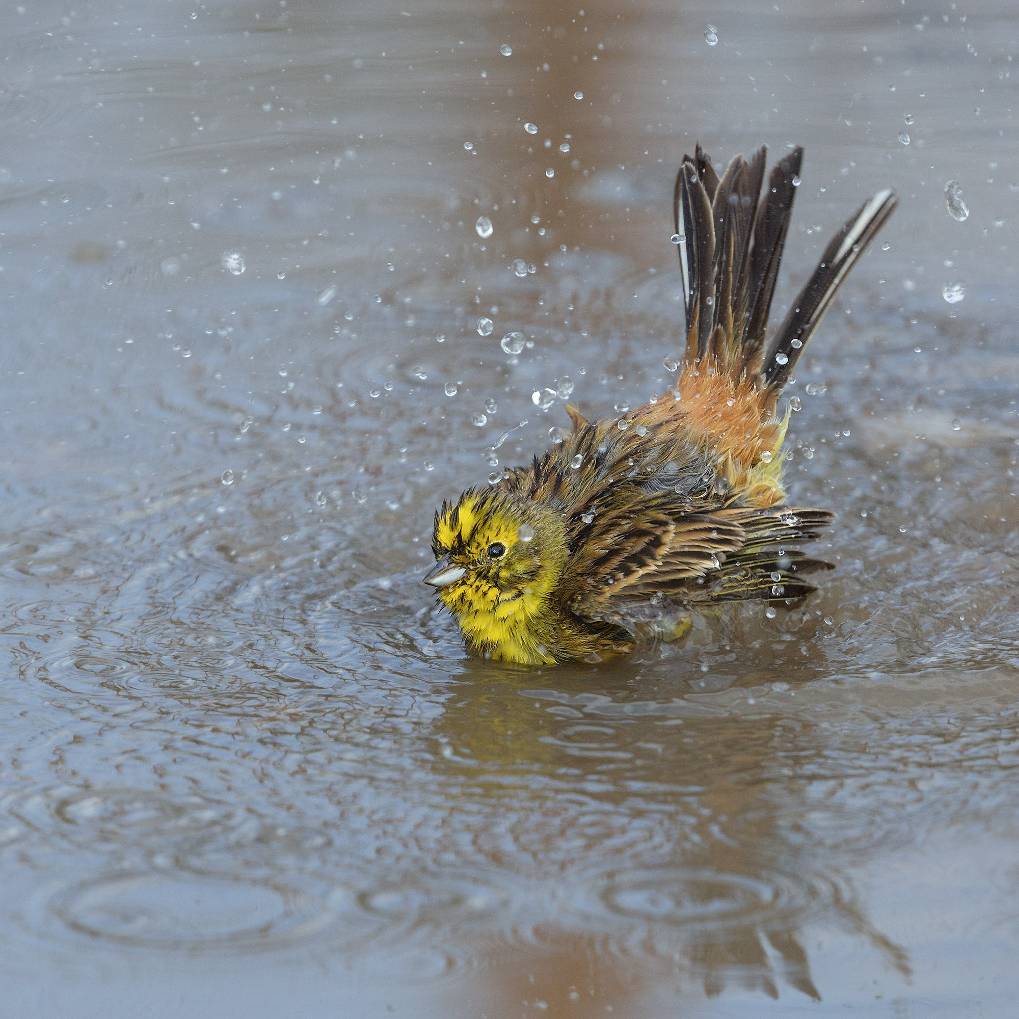 beauties at the bathroom
