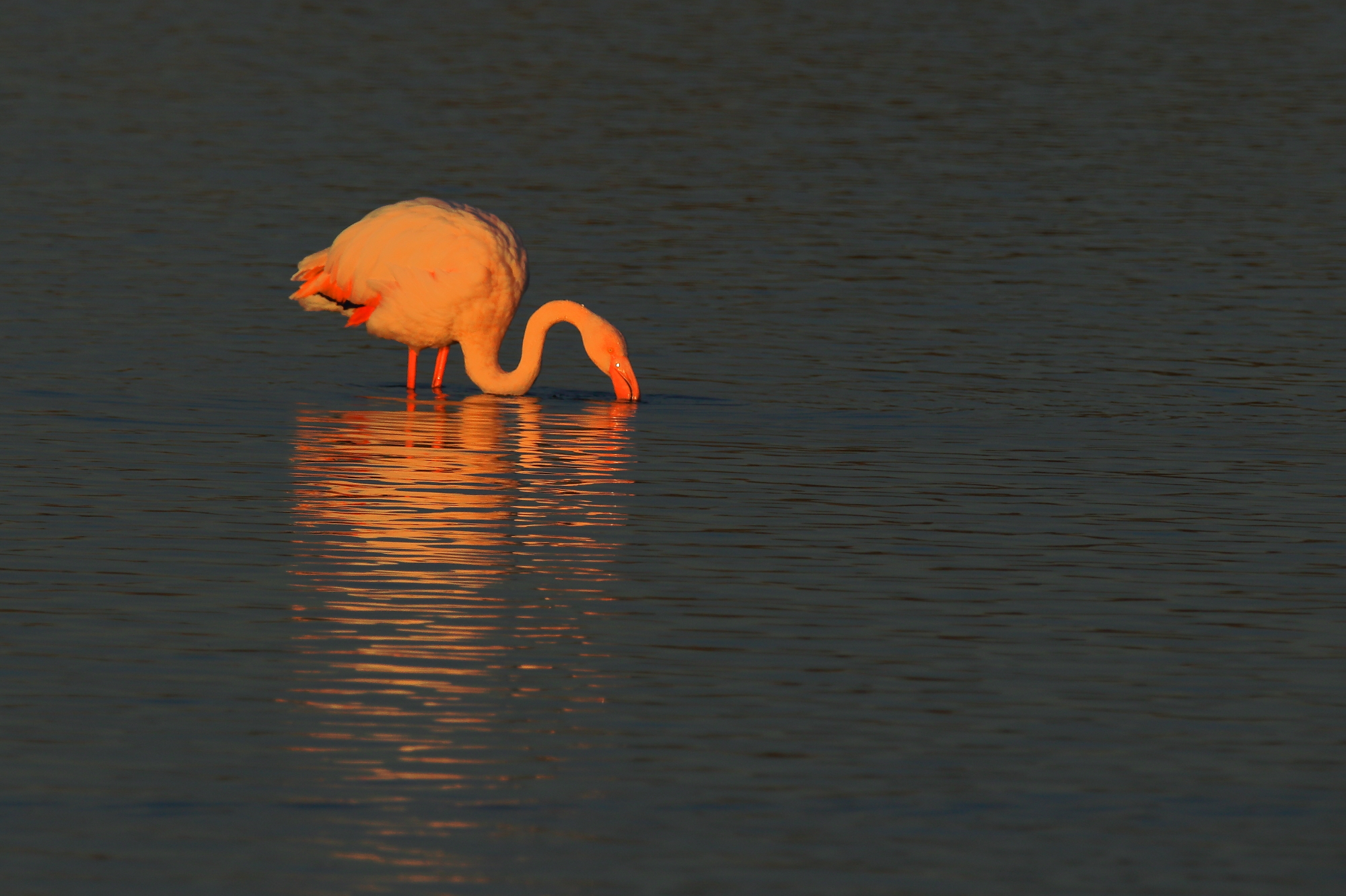 Ritardatario al tramonto