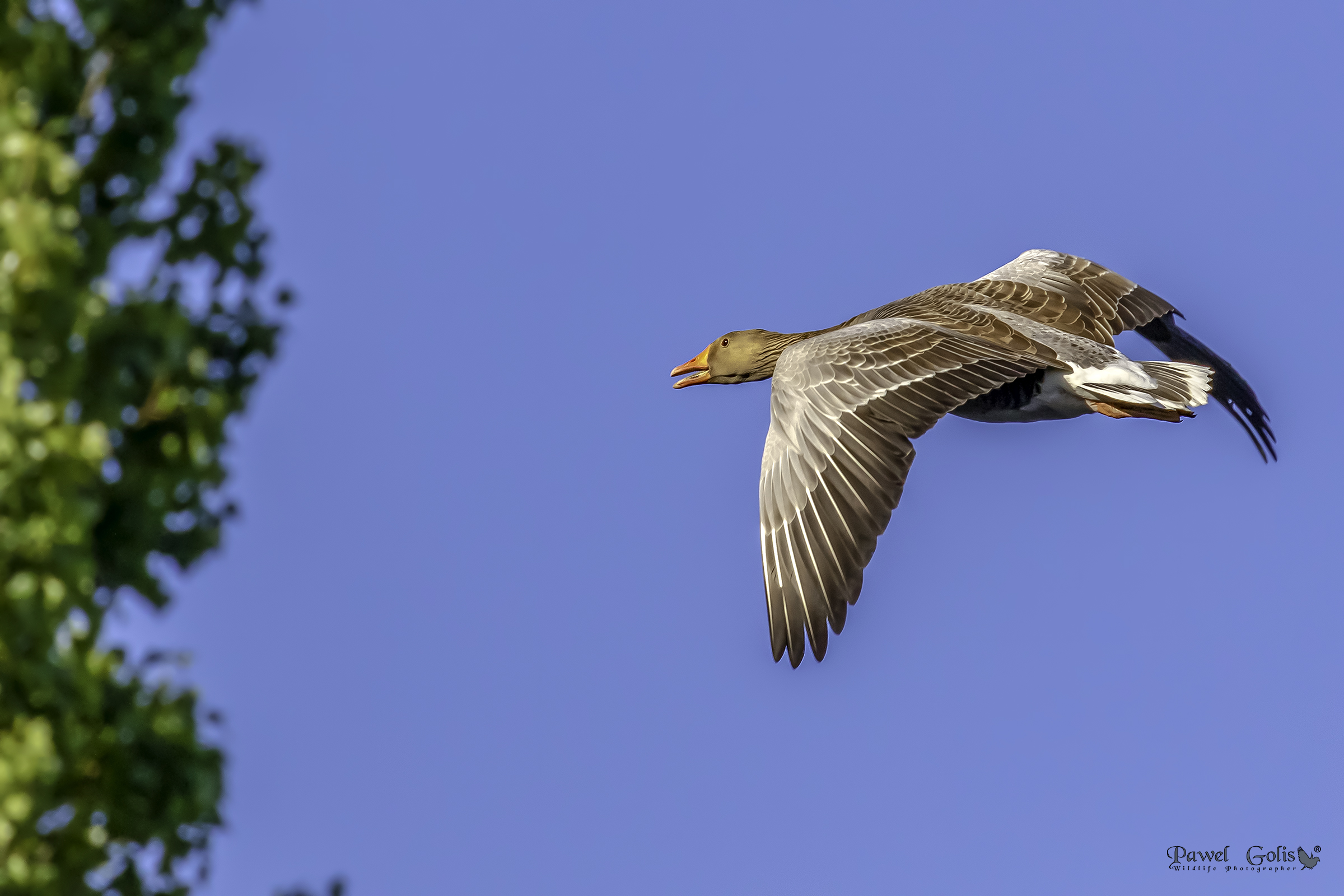 Oca Greylag (Anser anser)