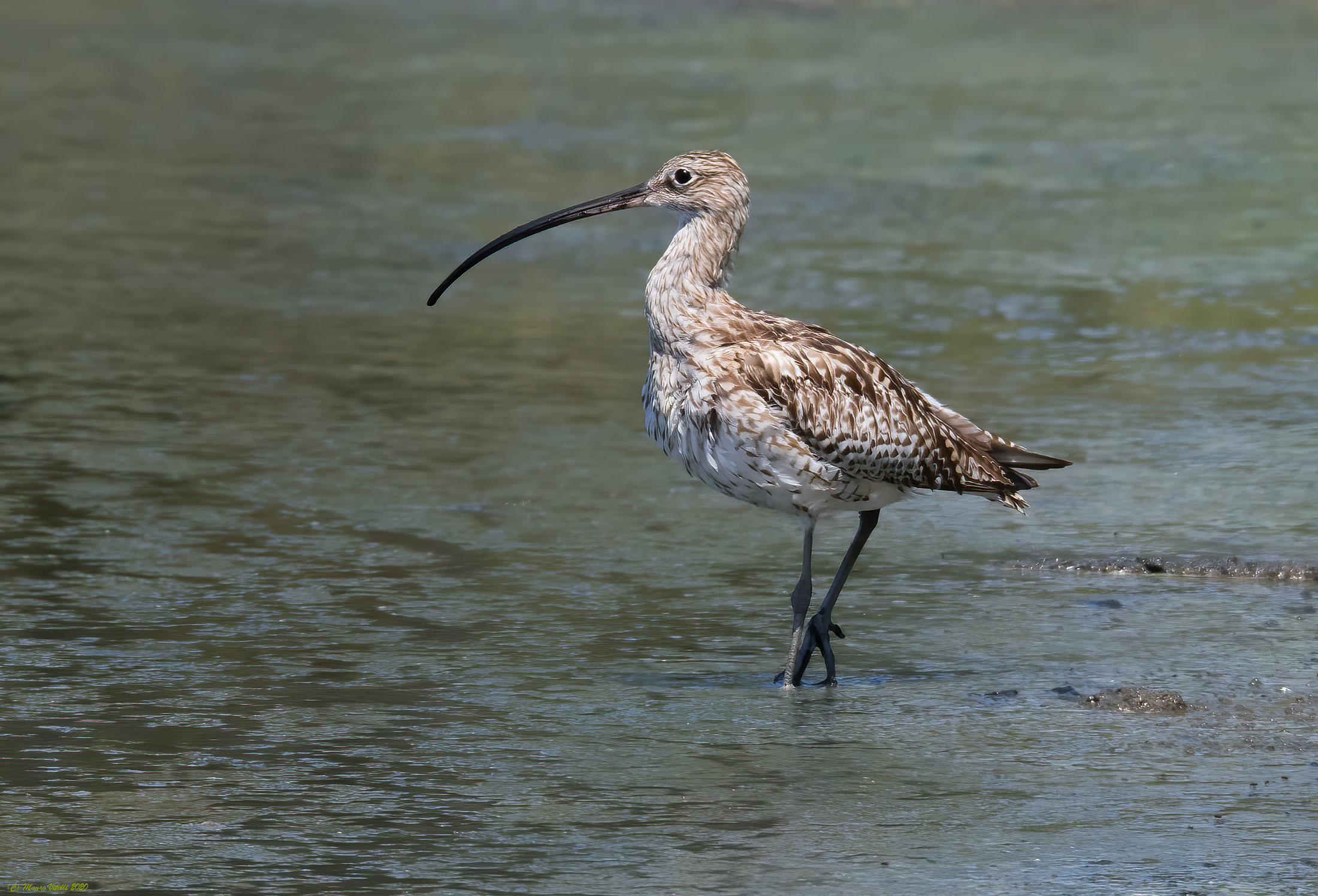 Chiurlo Major (Numenius arquata)