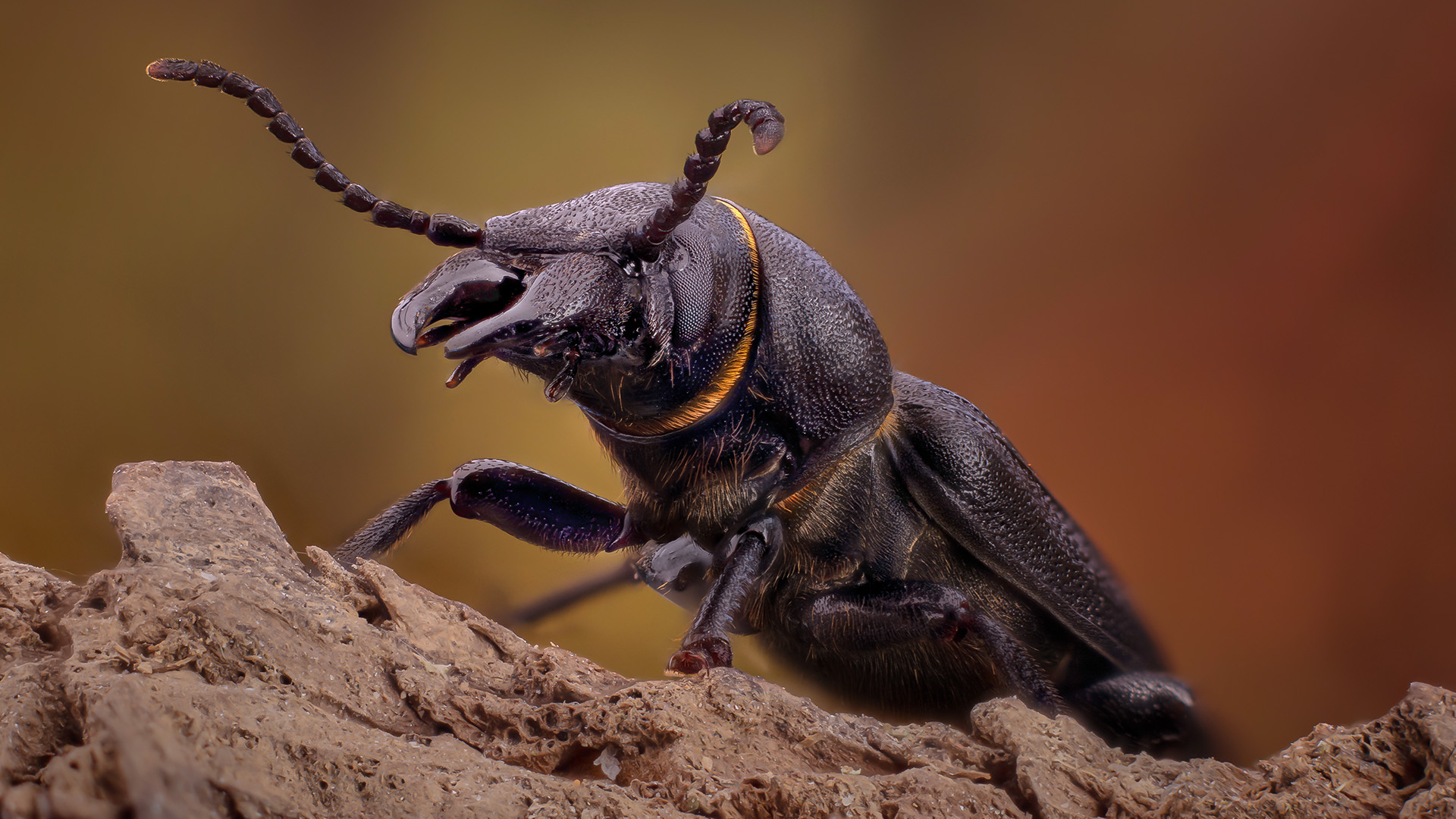 Spondylis buprestoides