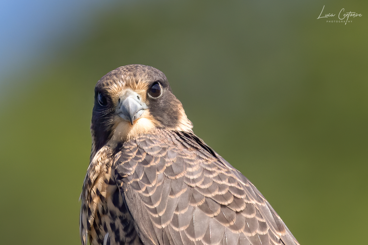 Portrait of Falco Pilgrim