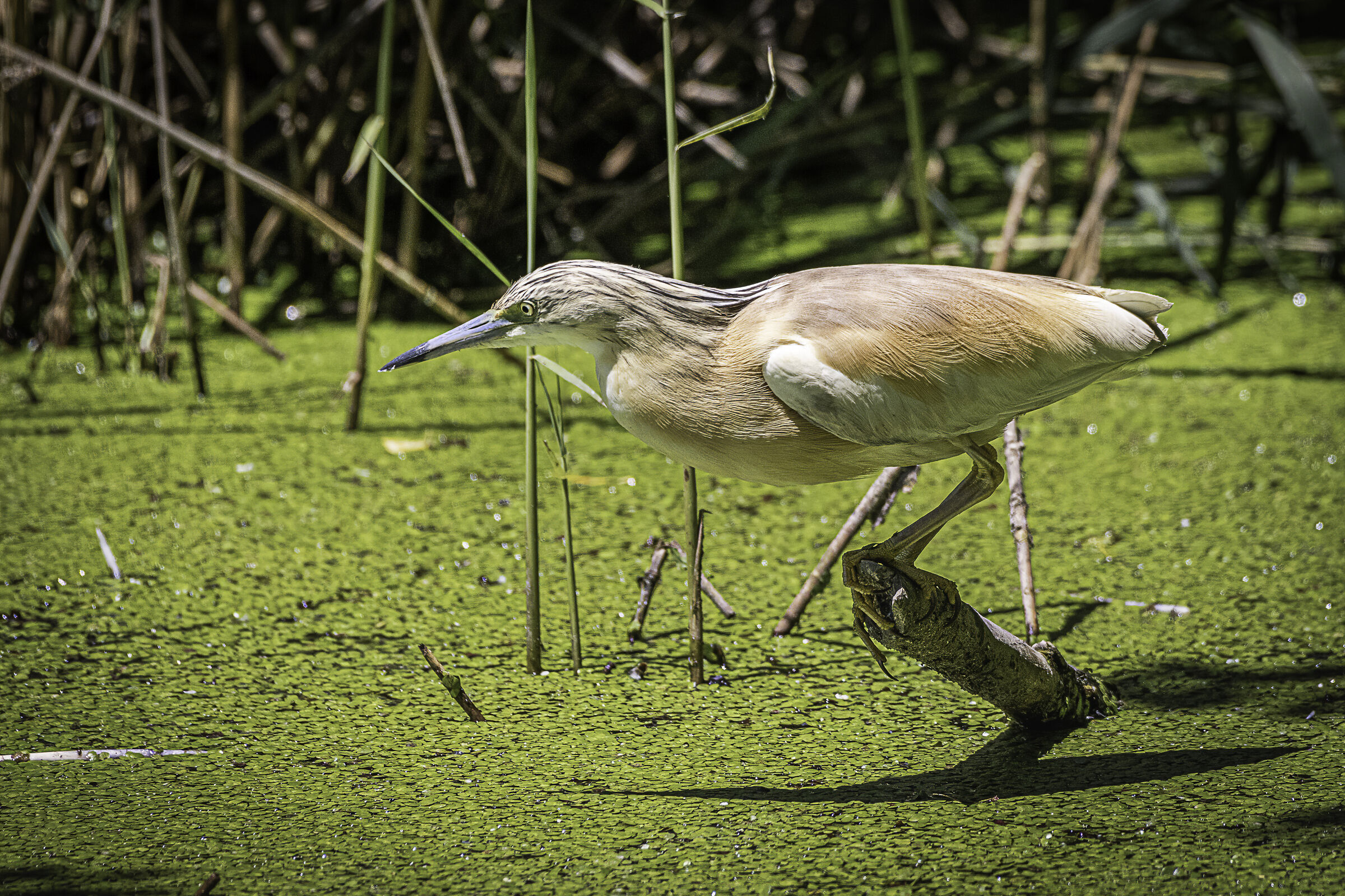 Attenta osservazione