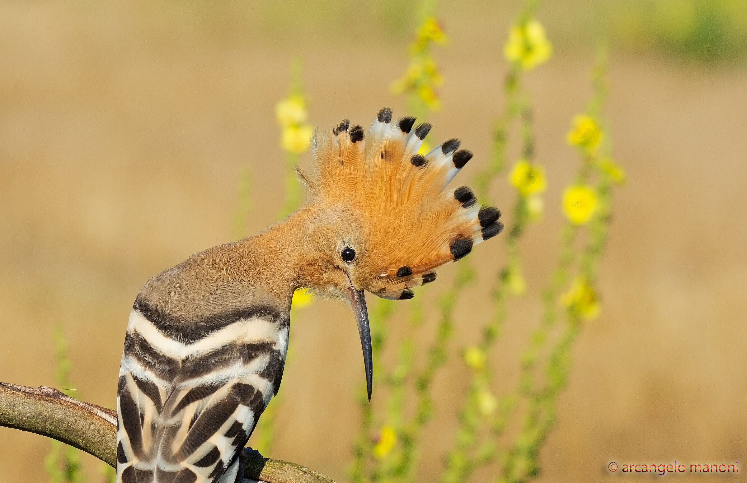Upupa who is pleased with her newly combed tuft