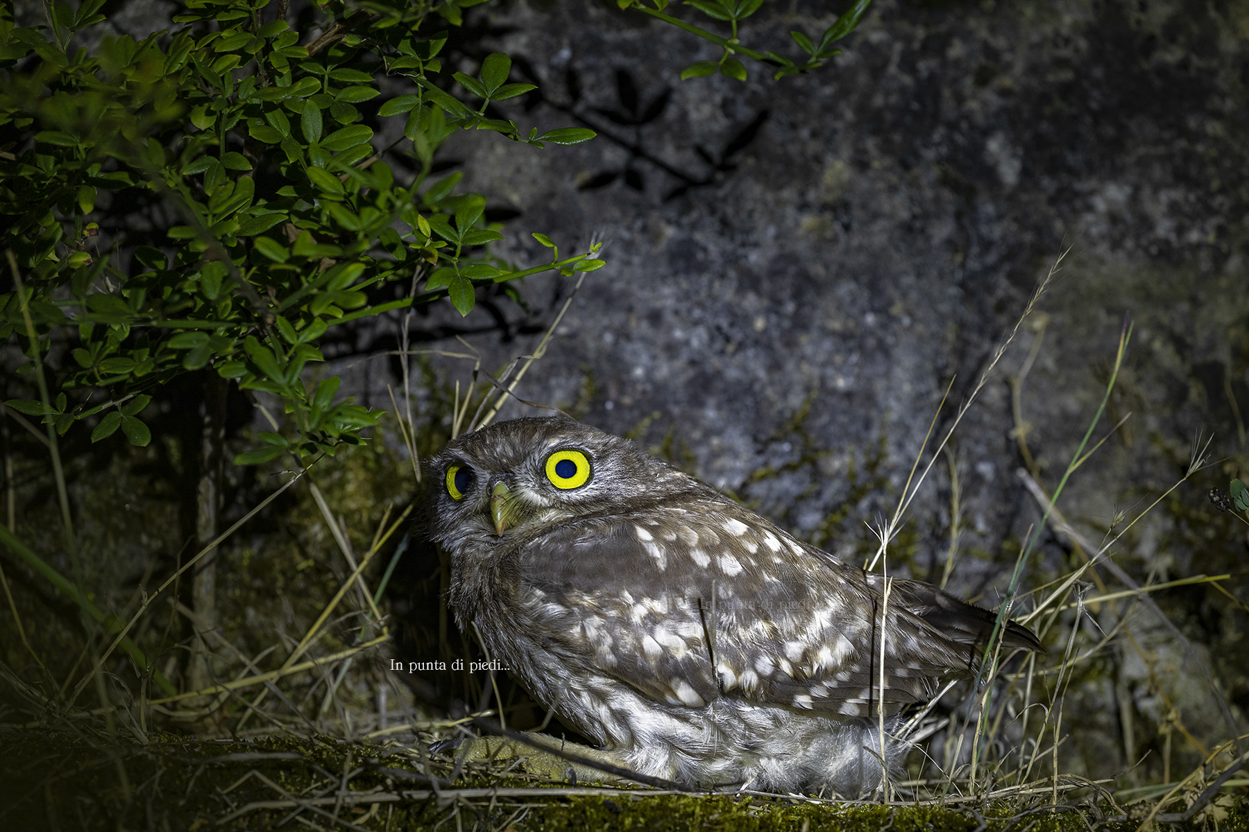 Ho sentito un Fruscìo...      Dove?      Clic!