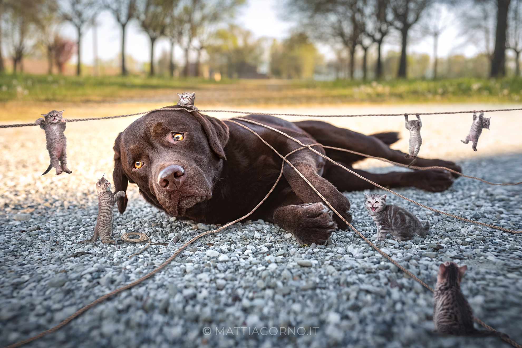 Lilliput Nightmare - Akille