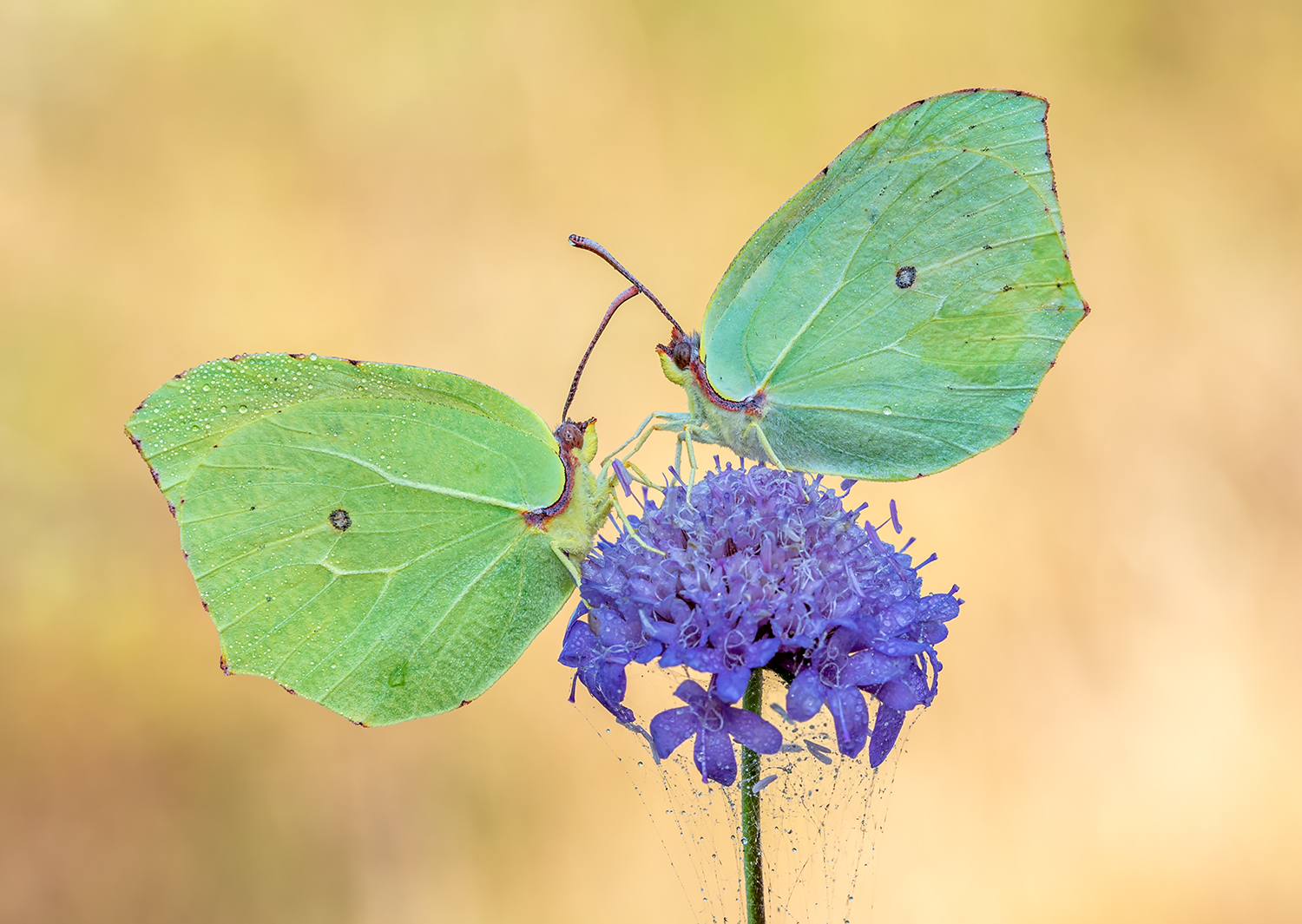 Gonepteryx cleopatra