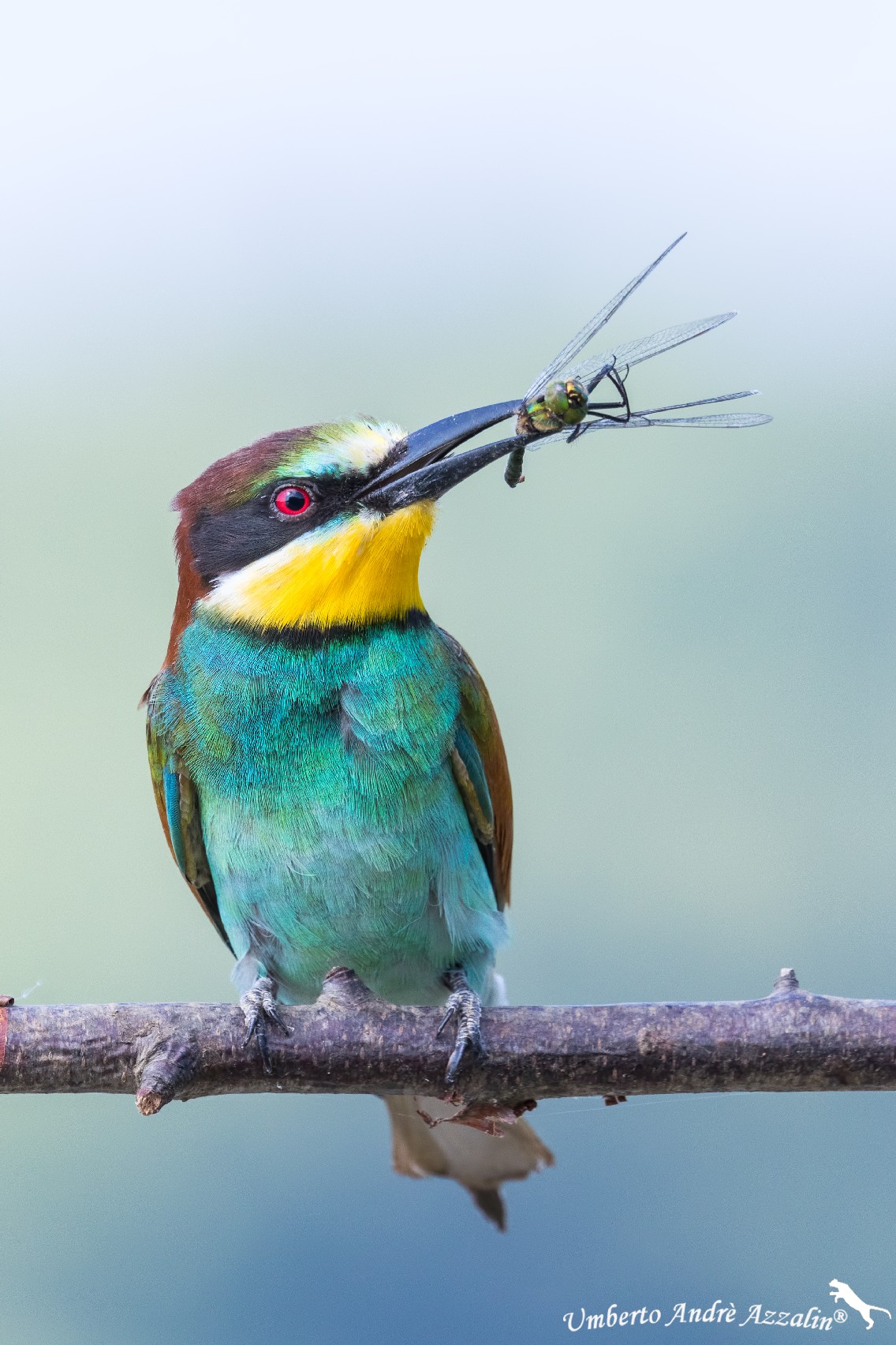 Gruccione del Ticino 3