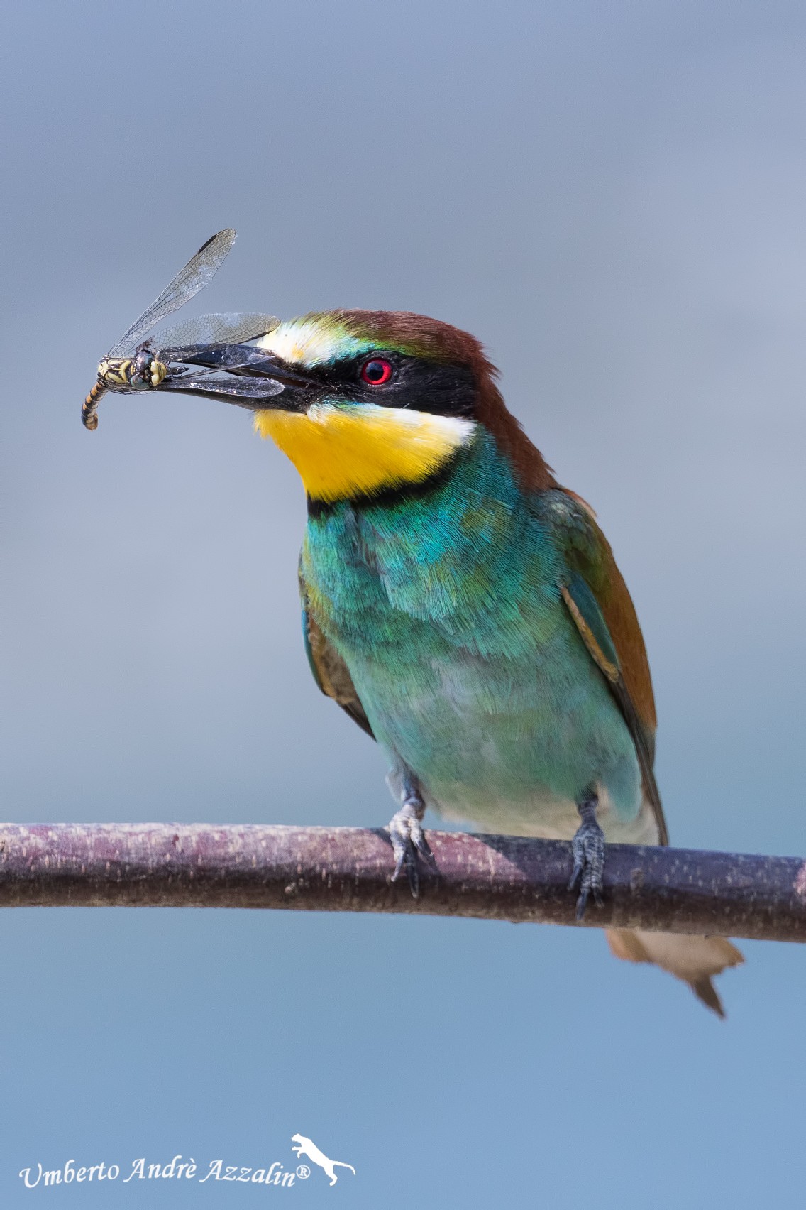 Gruccione del Ticino 4