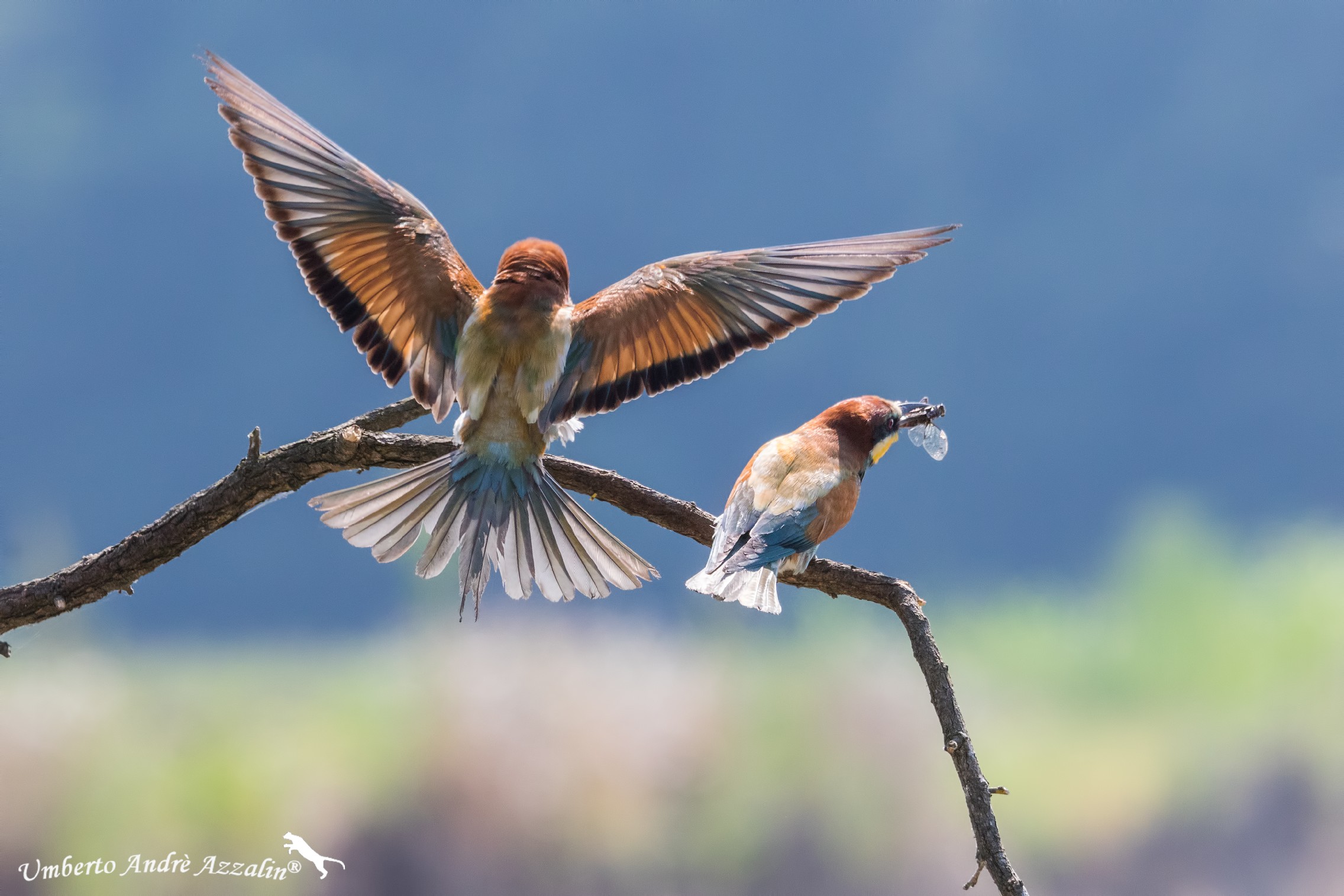 Gruccione del Ticino 5
